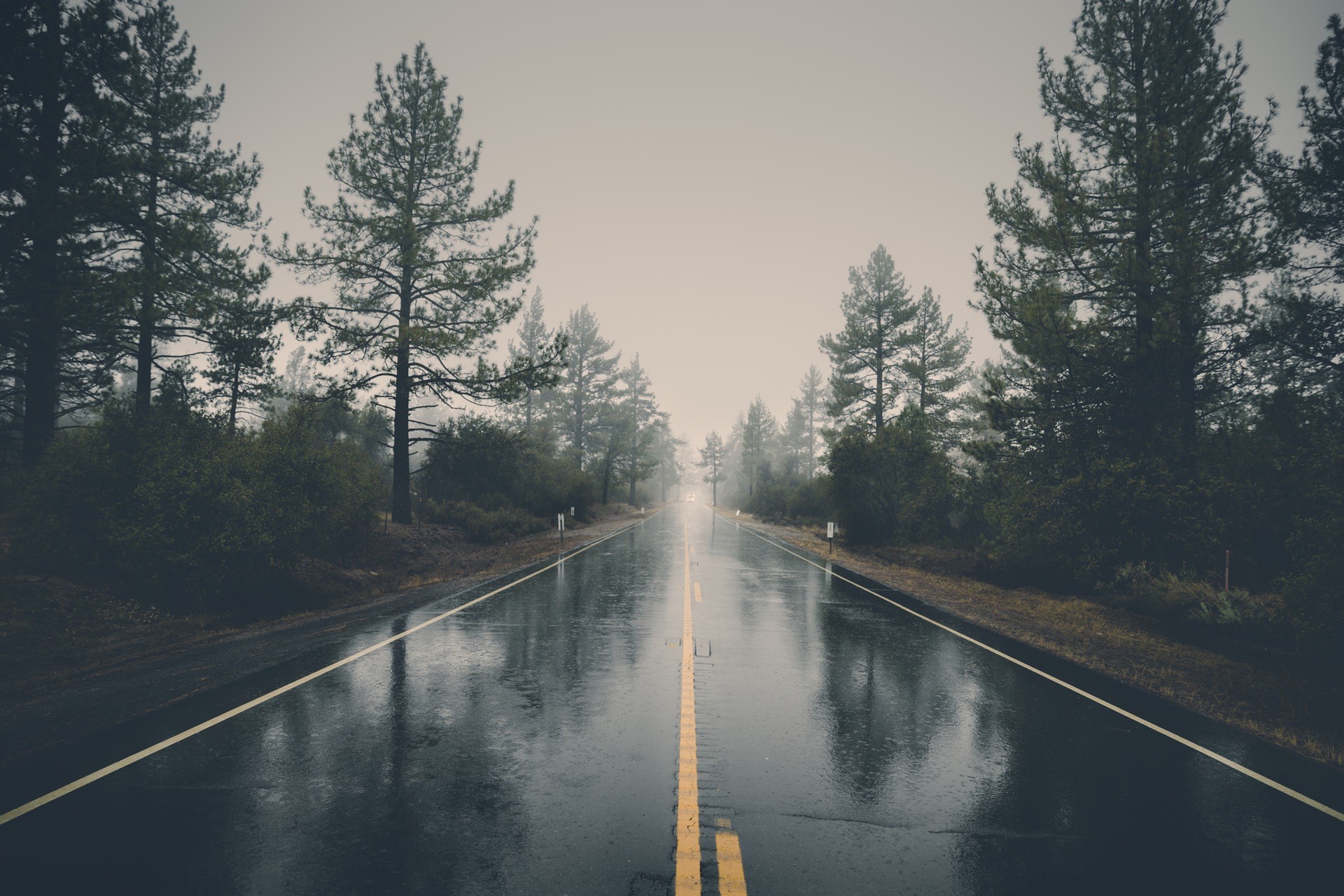 Rainy forest road with mist HD Wallpaper
