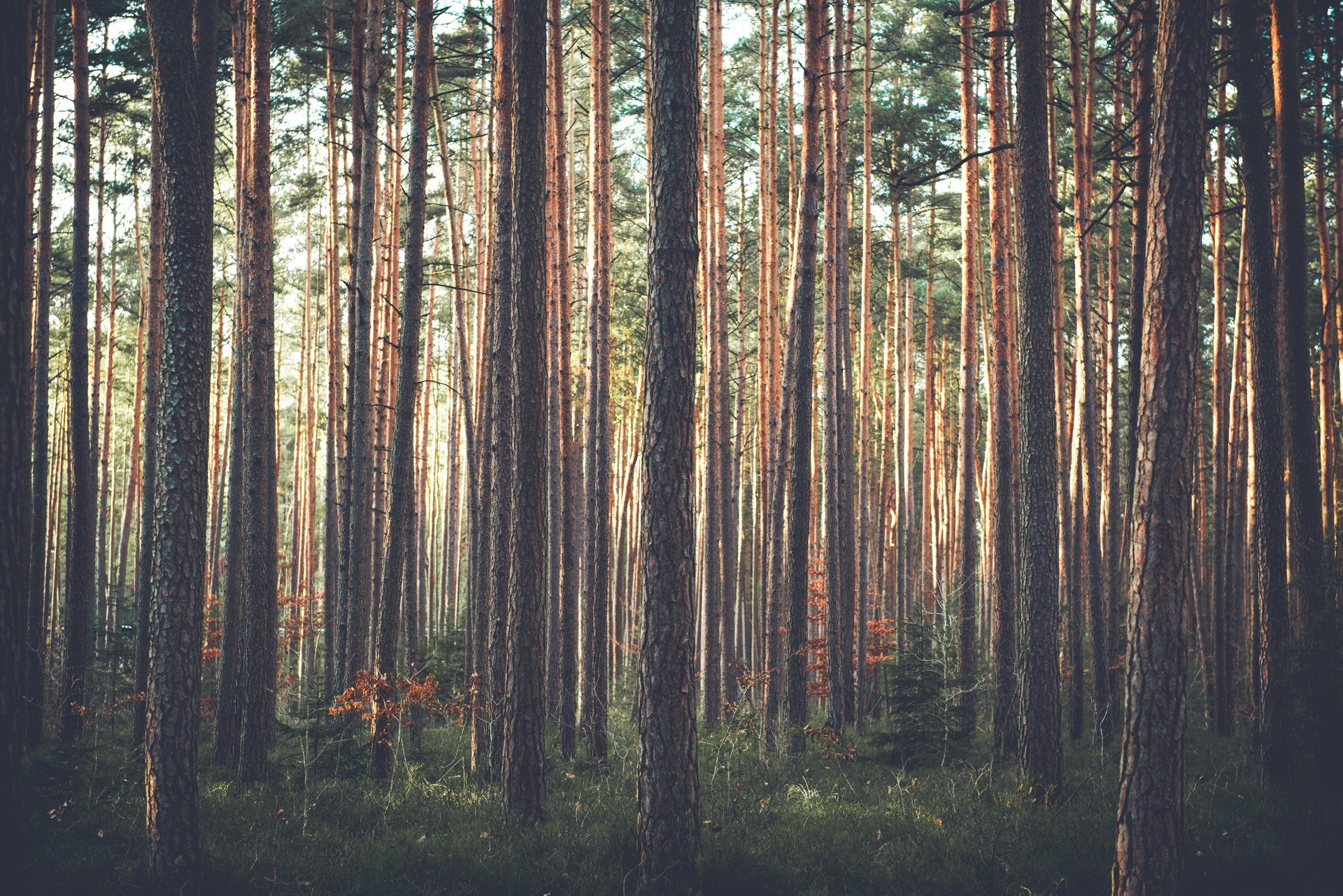 Pine forest with tall trees and green grass HD Wallpaper