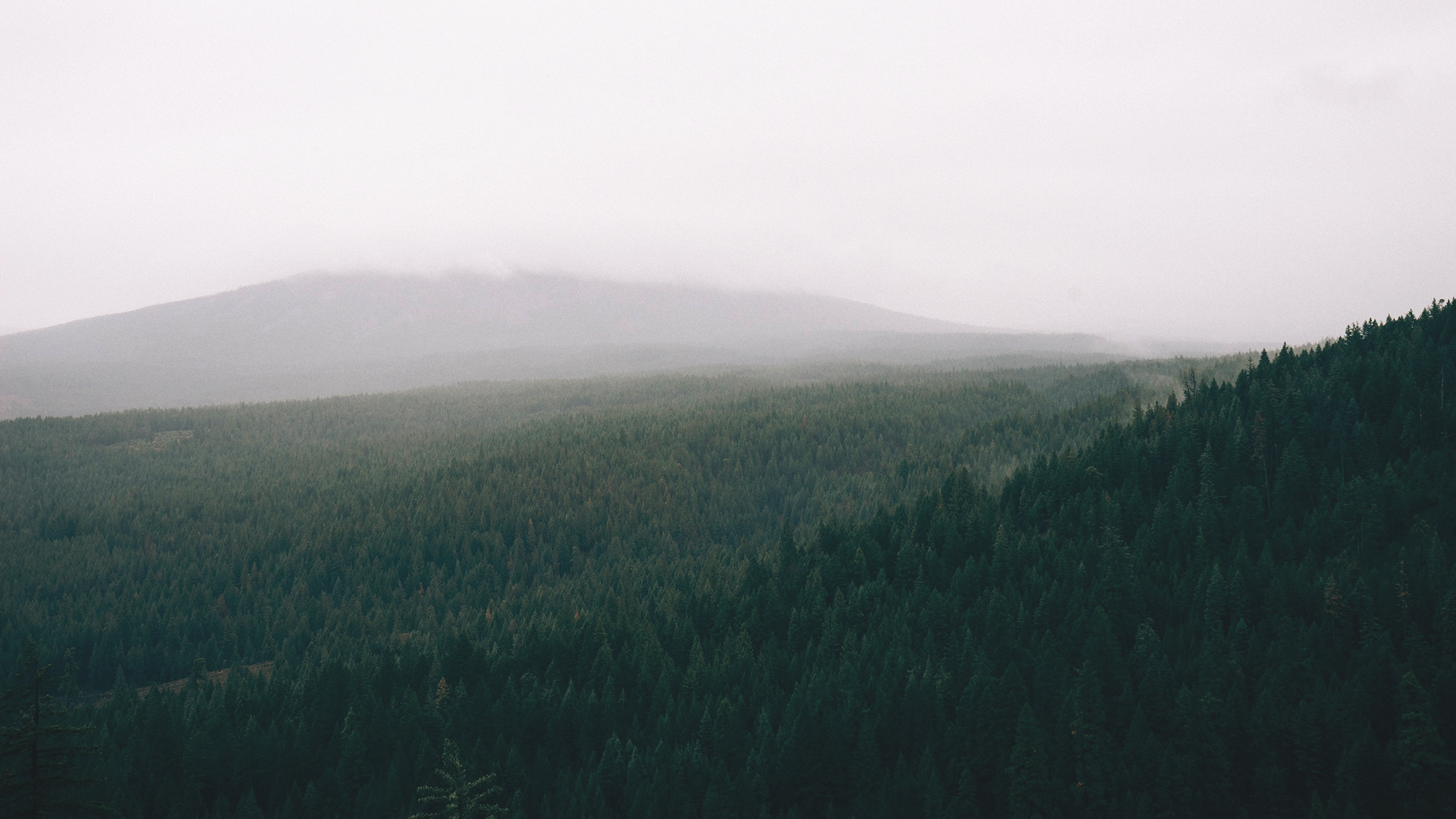 Misty mountain range covered in a dense forest HD Wallpaper