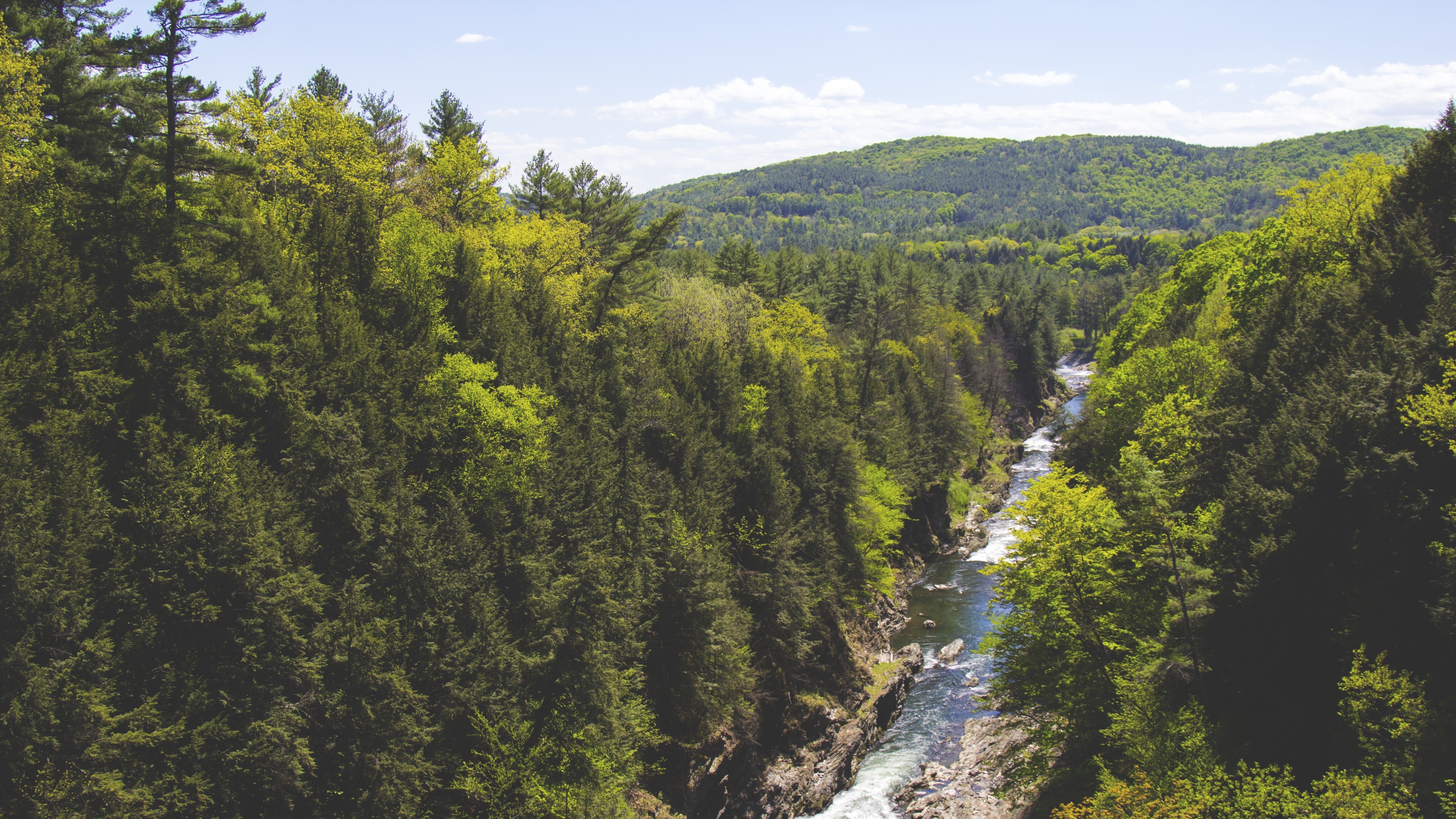 River flowing through a dense forest with rolling hills HD Wallpaper