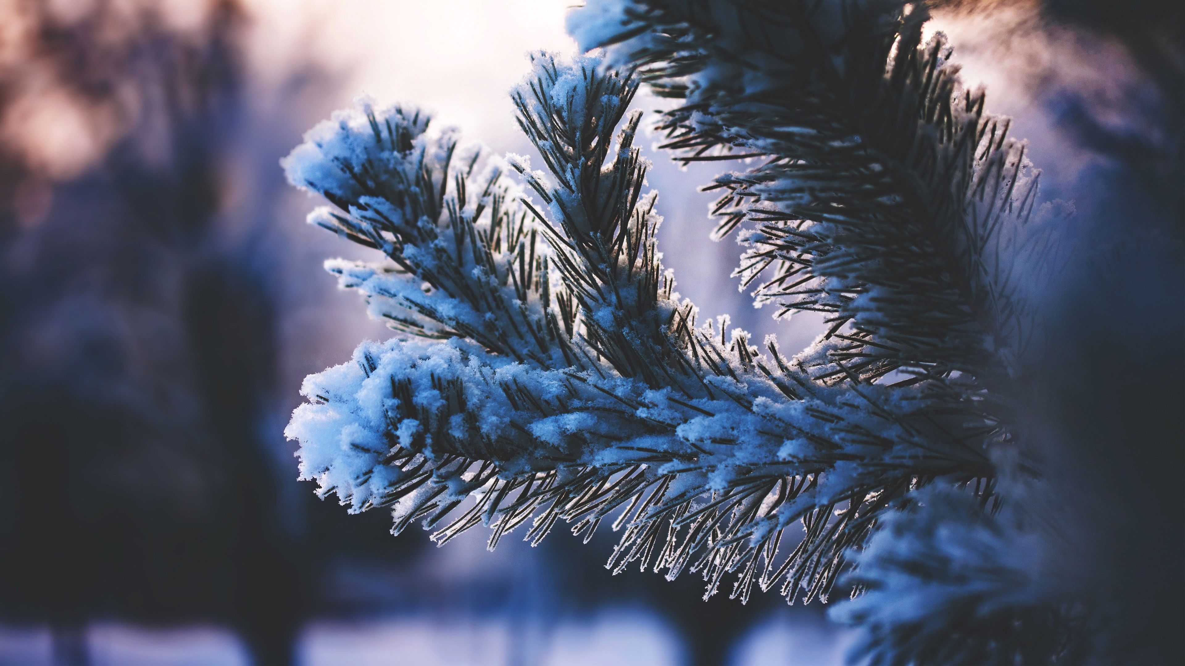 Close-up of a snow-covered pine branch in winter HD Wallpaper