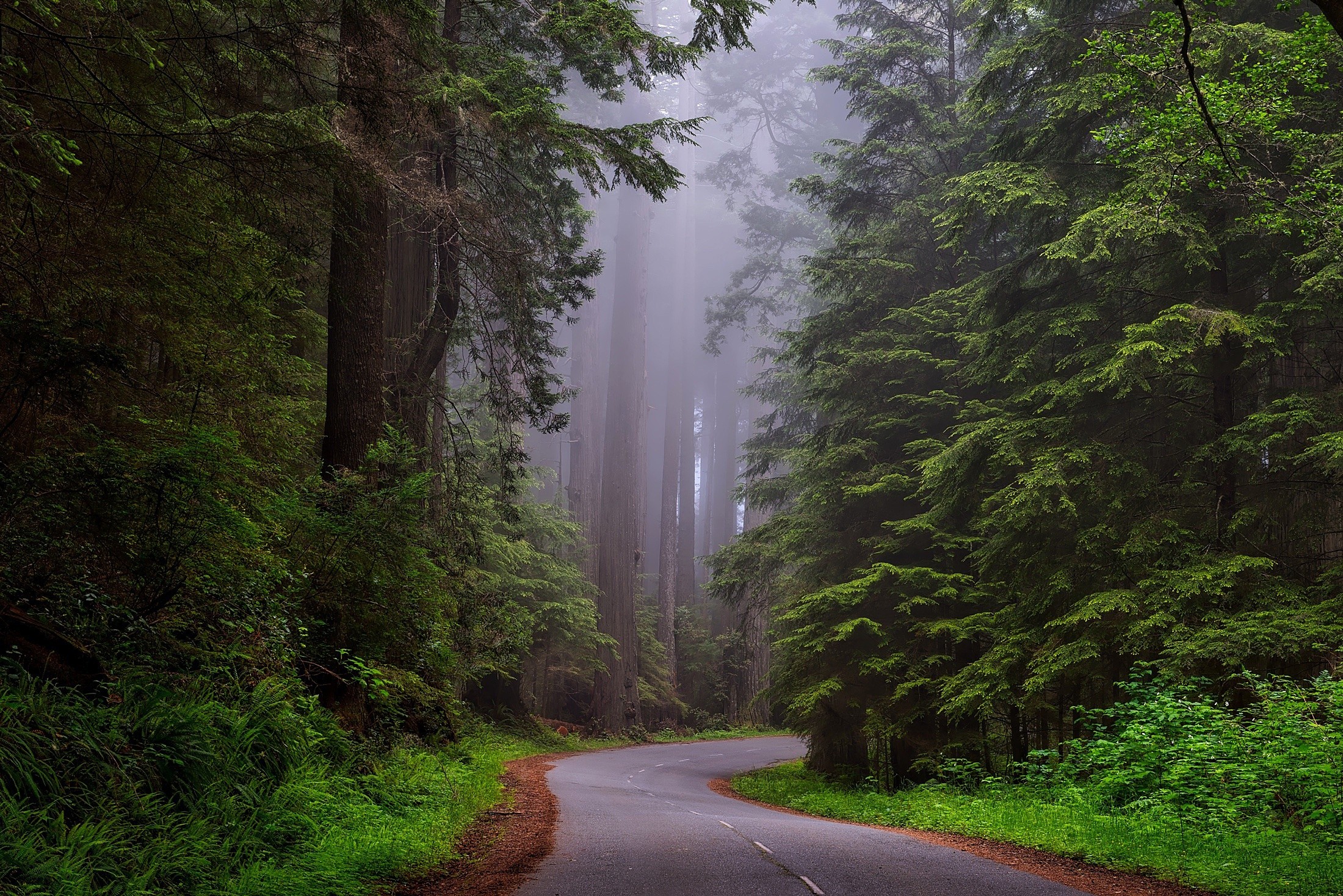Winding road through a foggy redwood forest HD Wallpaper