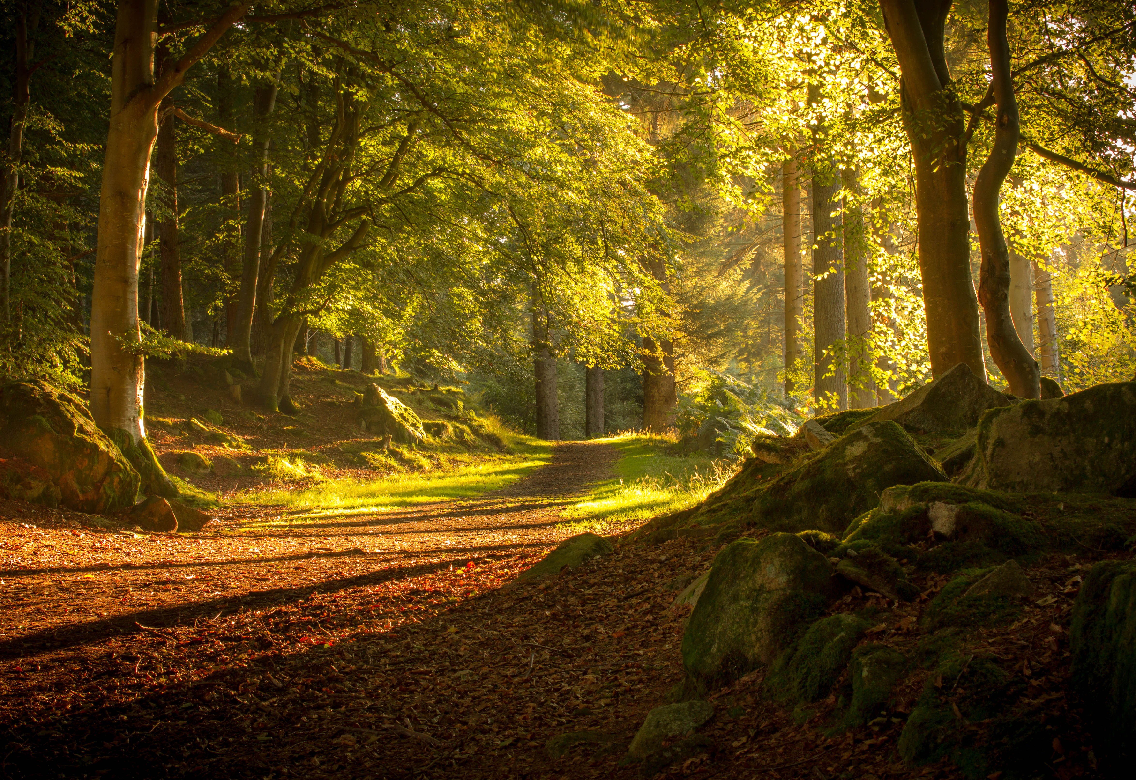 Sunlight filtering through trees on a forest path HD Wallpaper