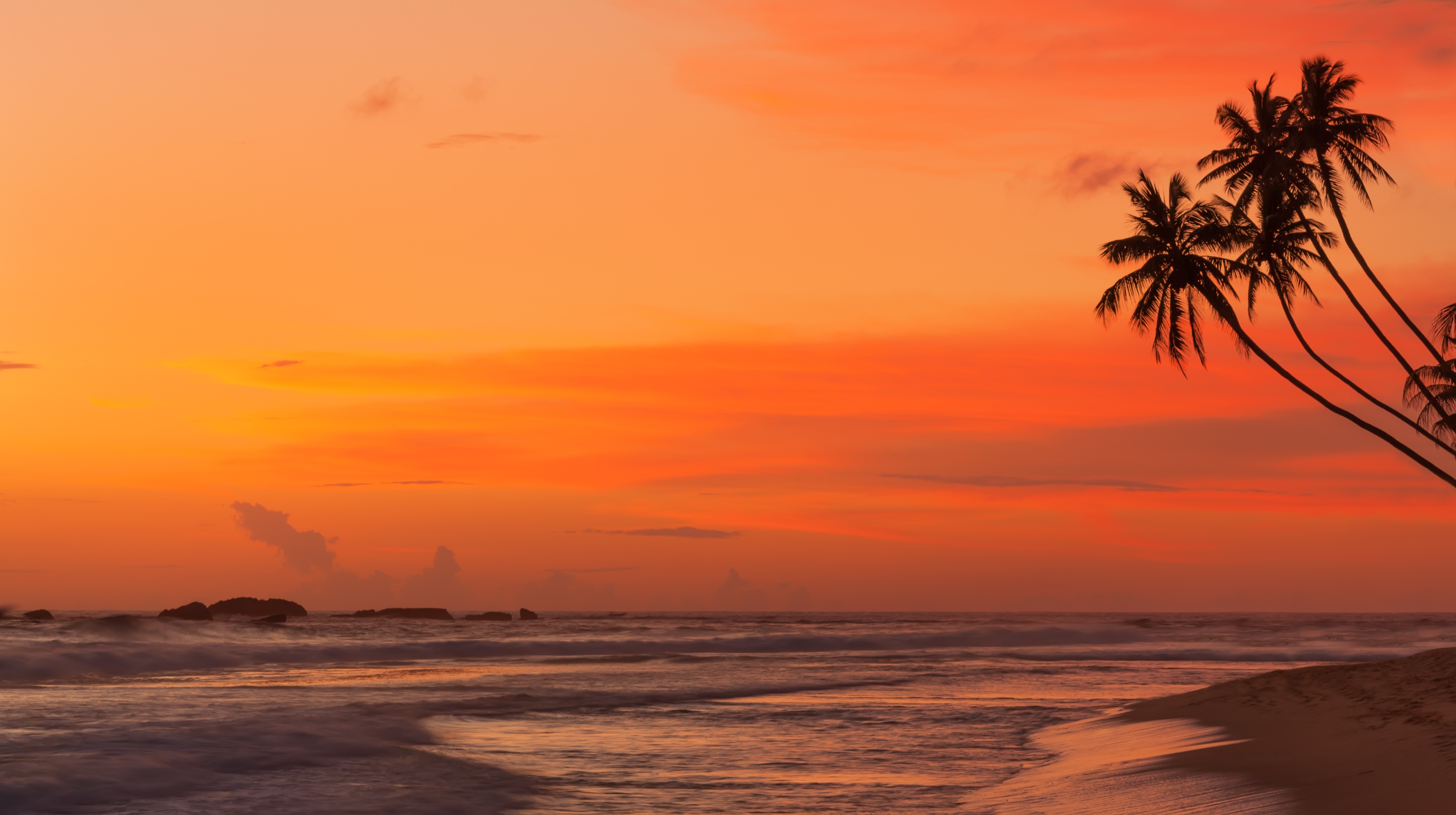 Tropical beach with palm trees at sunset HD Wallpaper