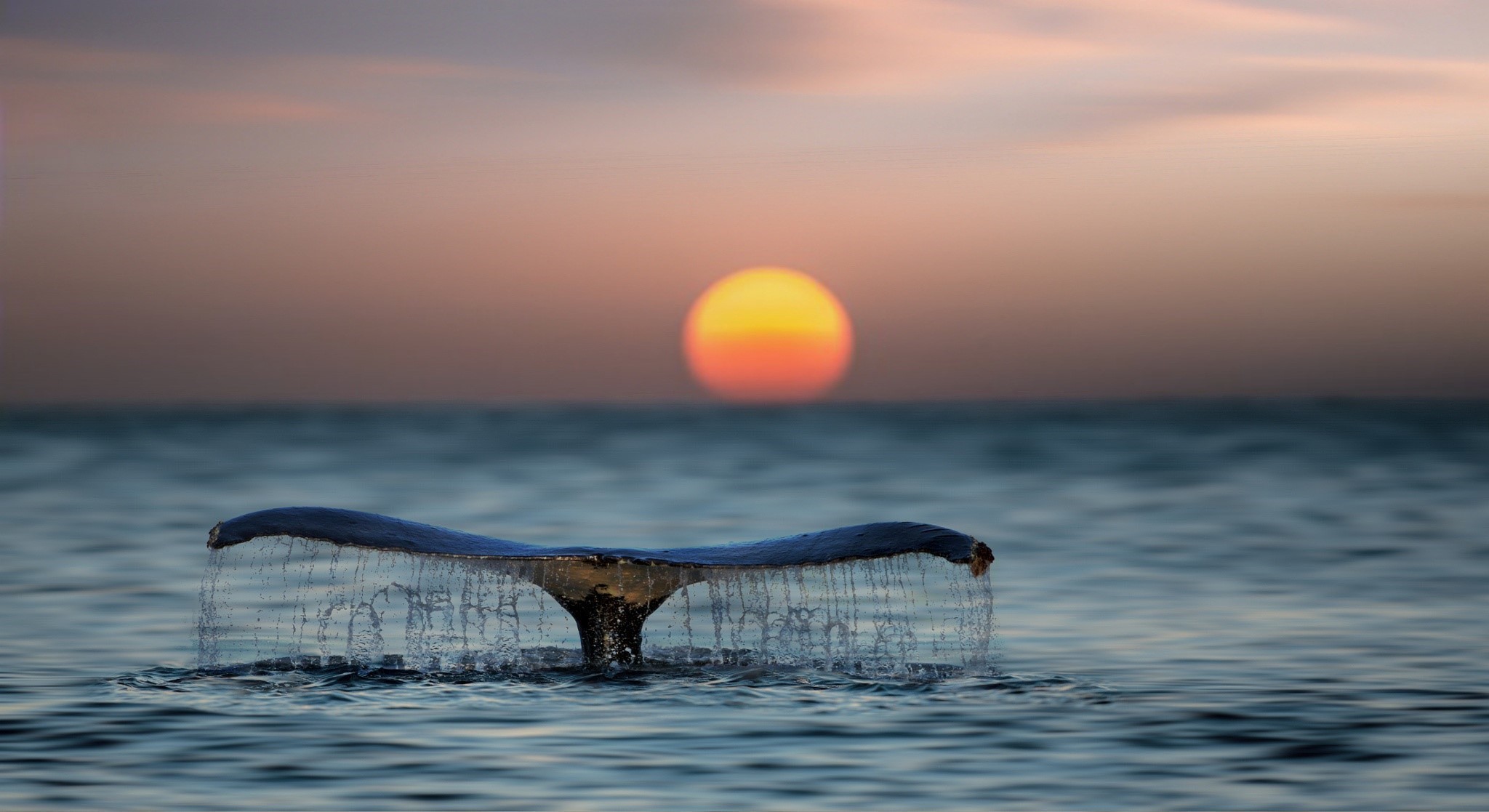 Whale tail diving into the ocean at sunset HD Wallpaper