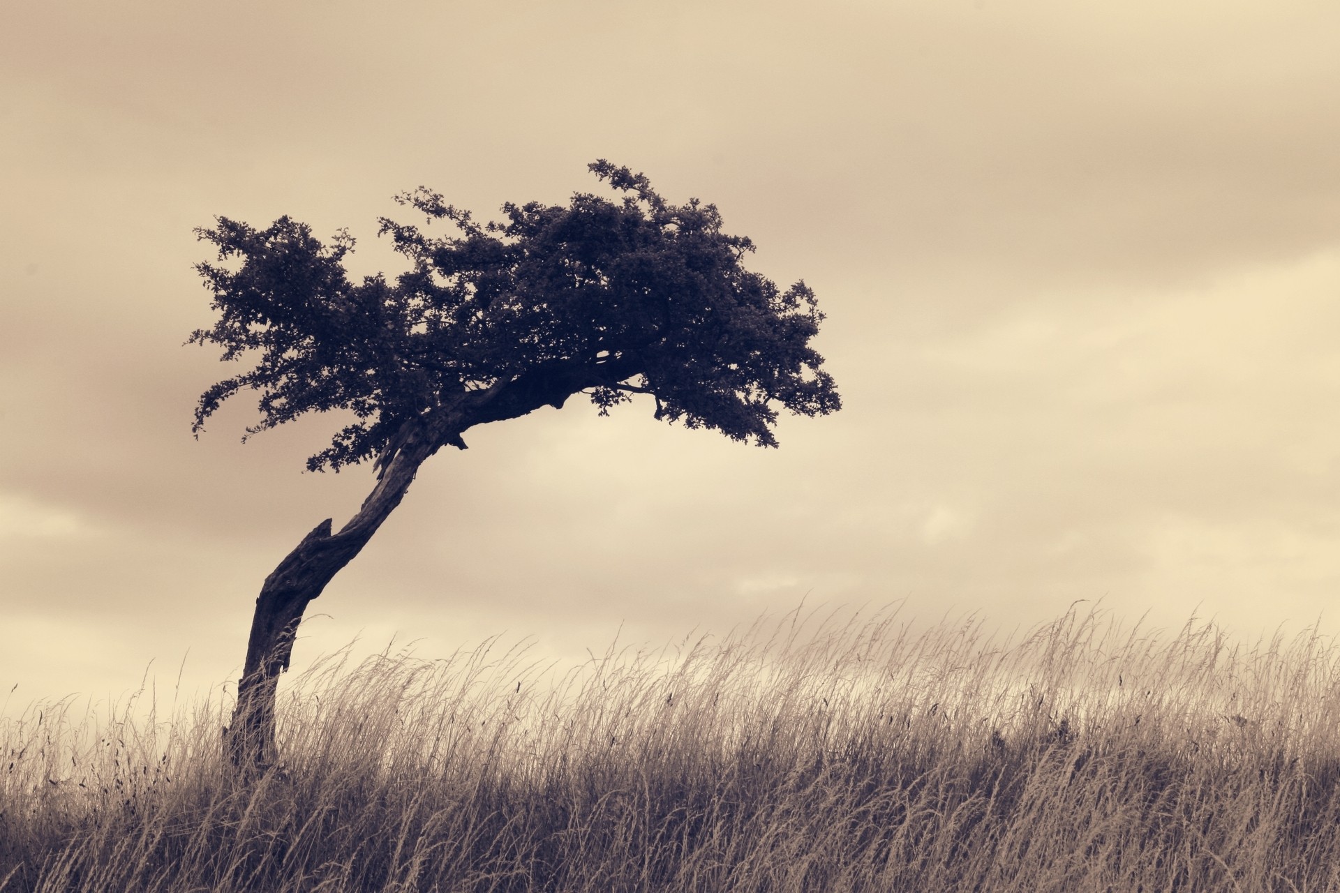 A lone tree in a field of tall grass HD Wallpaper