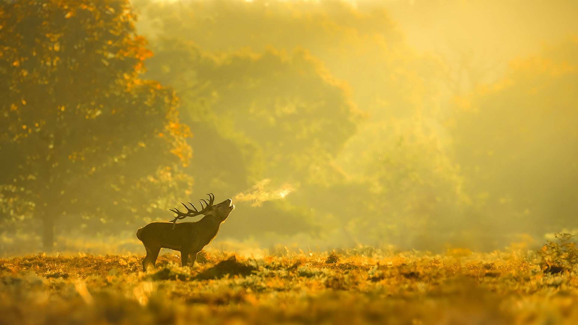 A stag bellows in a misty autumn forest HD Wallpaper