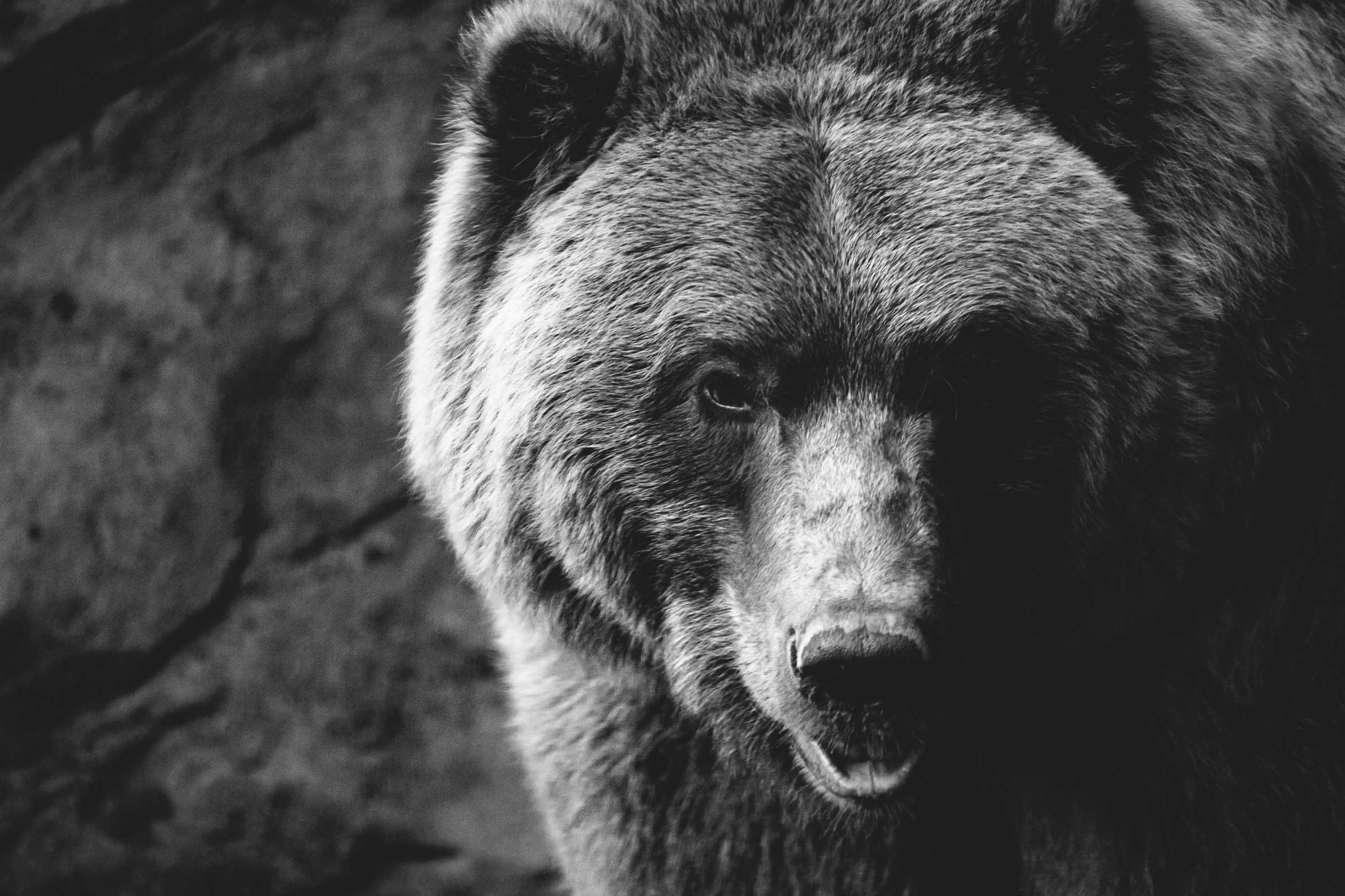 Close-up of a Grizzly Bear's face HD Wallpaper