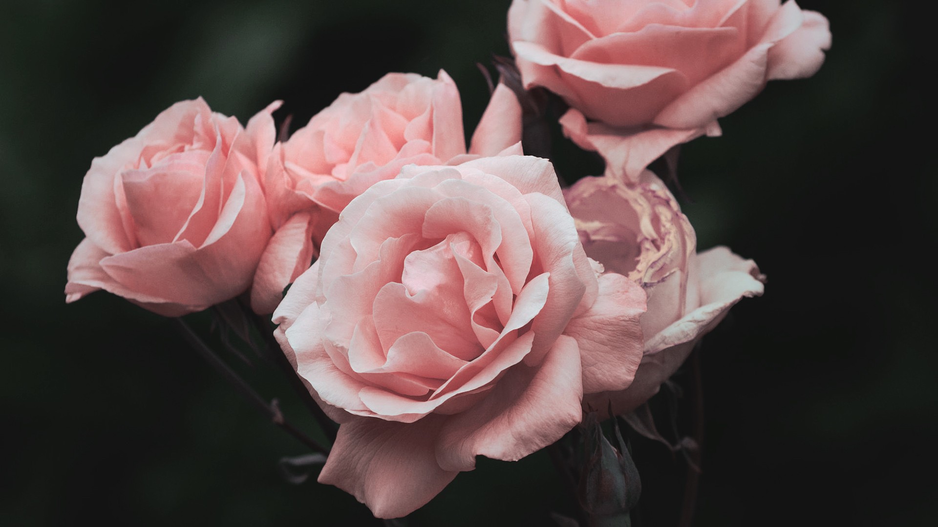 Close-up of pink roses with dark background HD Wallpaper
