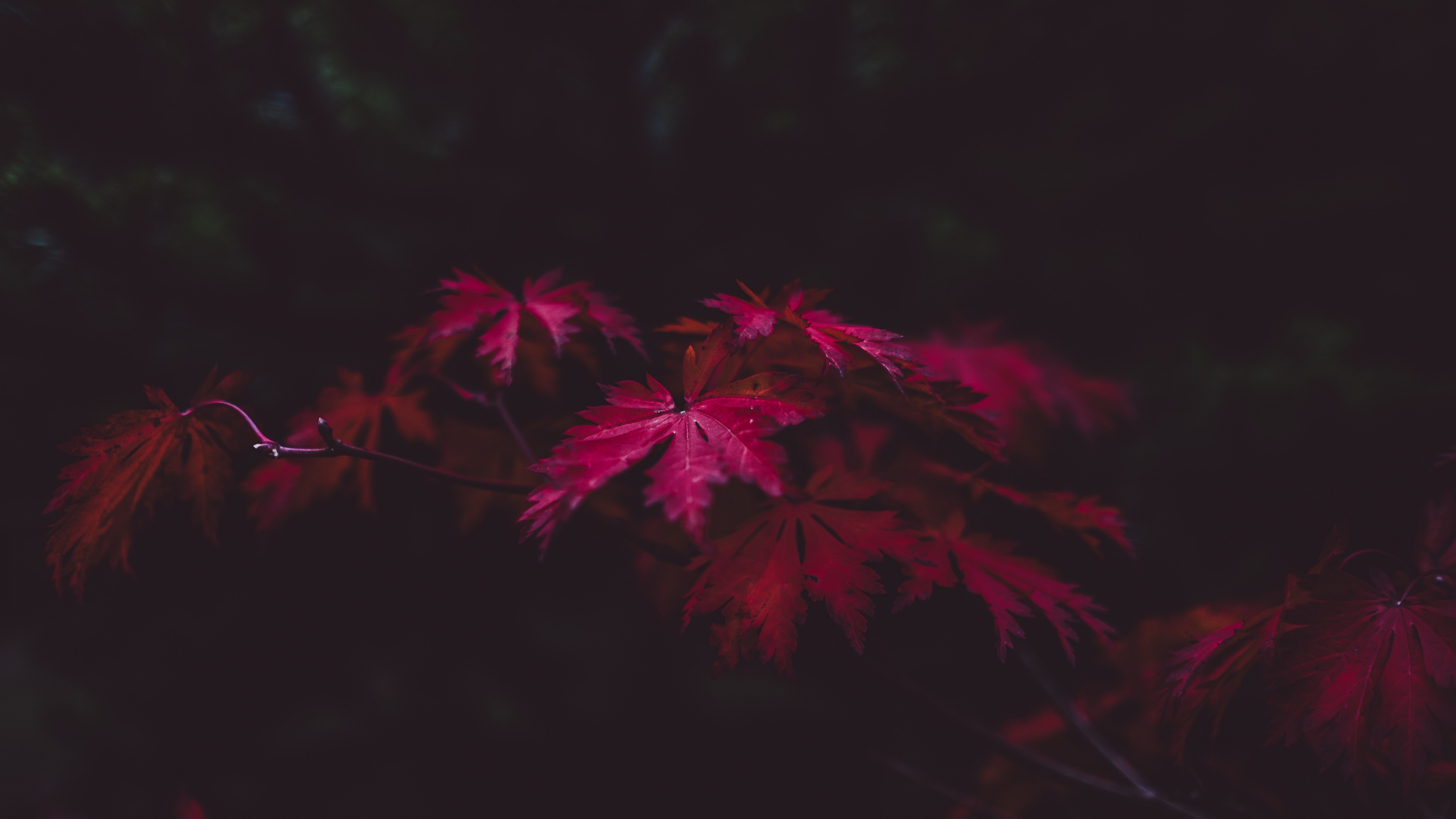 Red maple leaves in a dark forest HD Wallpaper