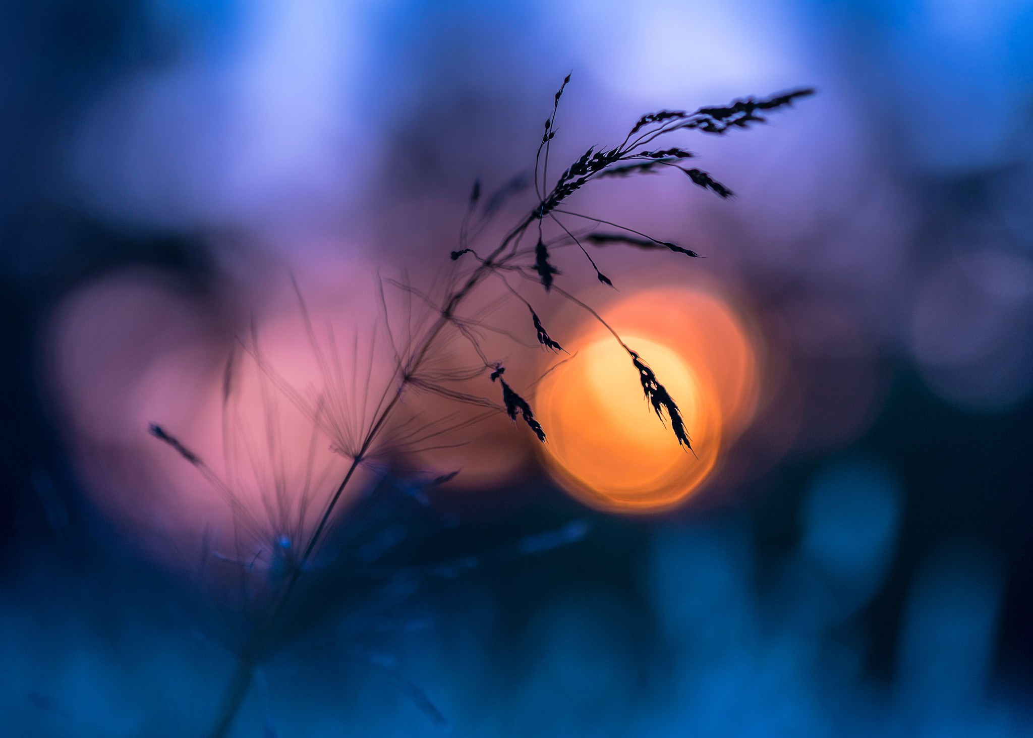 Macro shot of a grass stalk with bokeh background HD Wallpaper