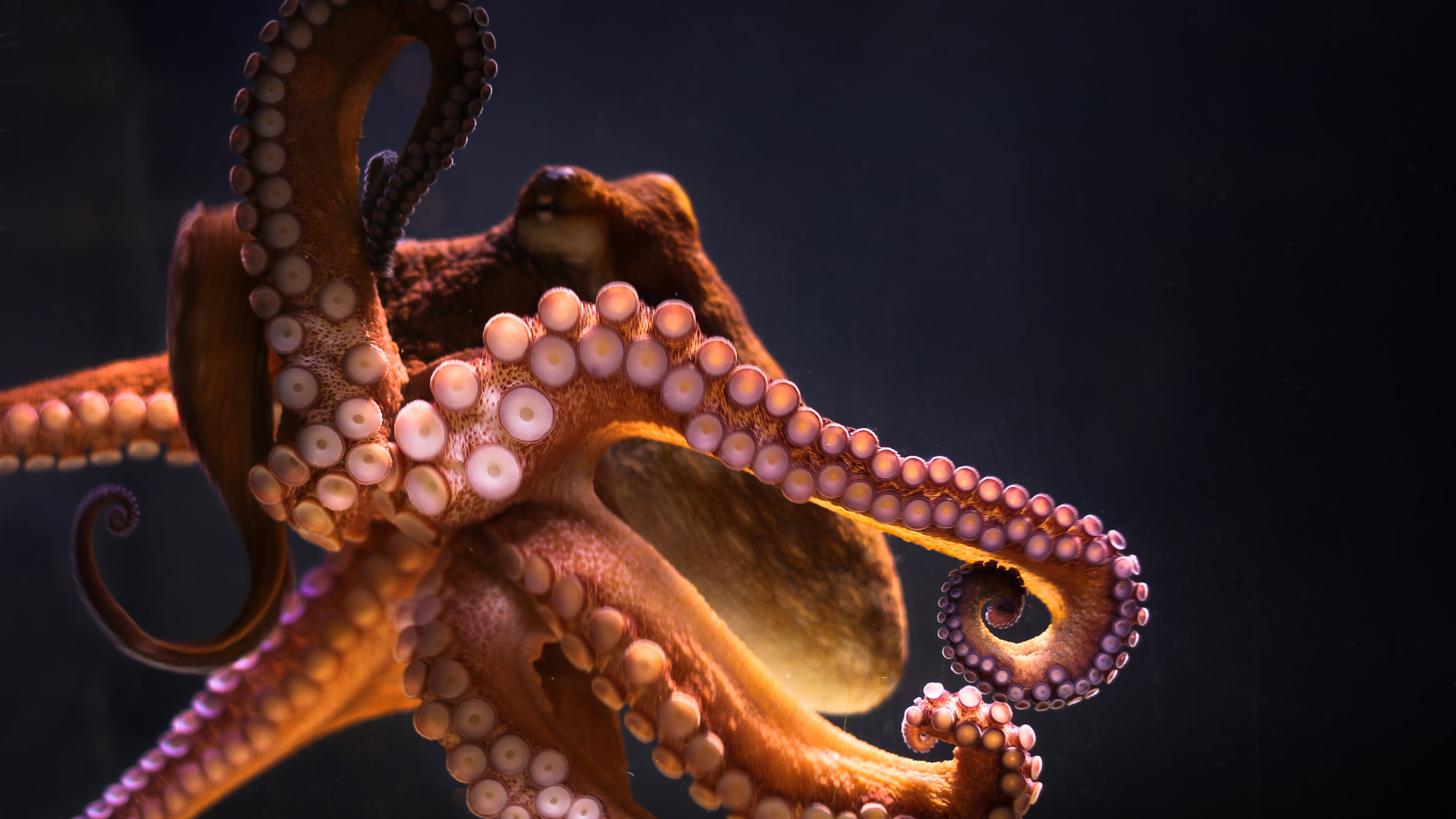 Close-up of an octopus underwater HD Wallpaper