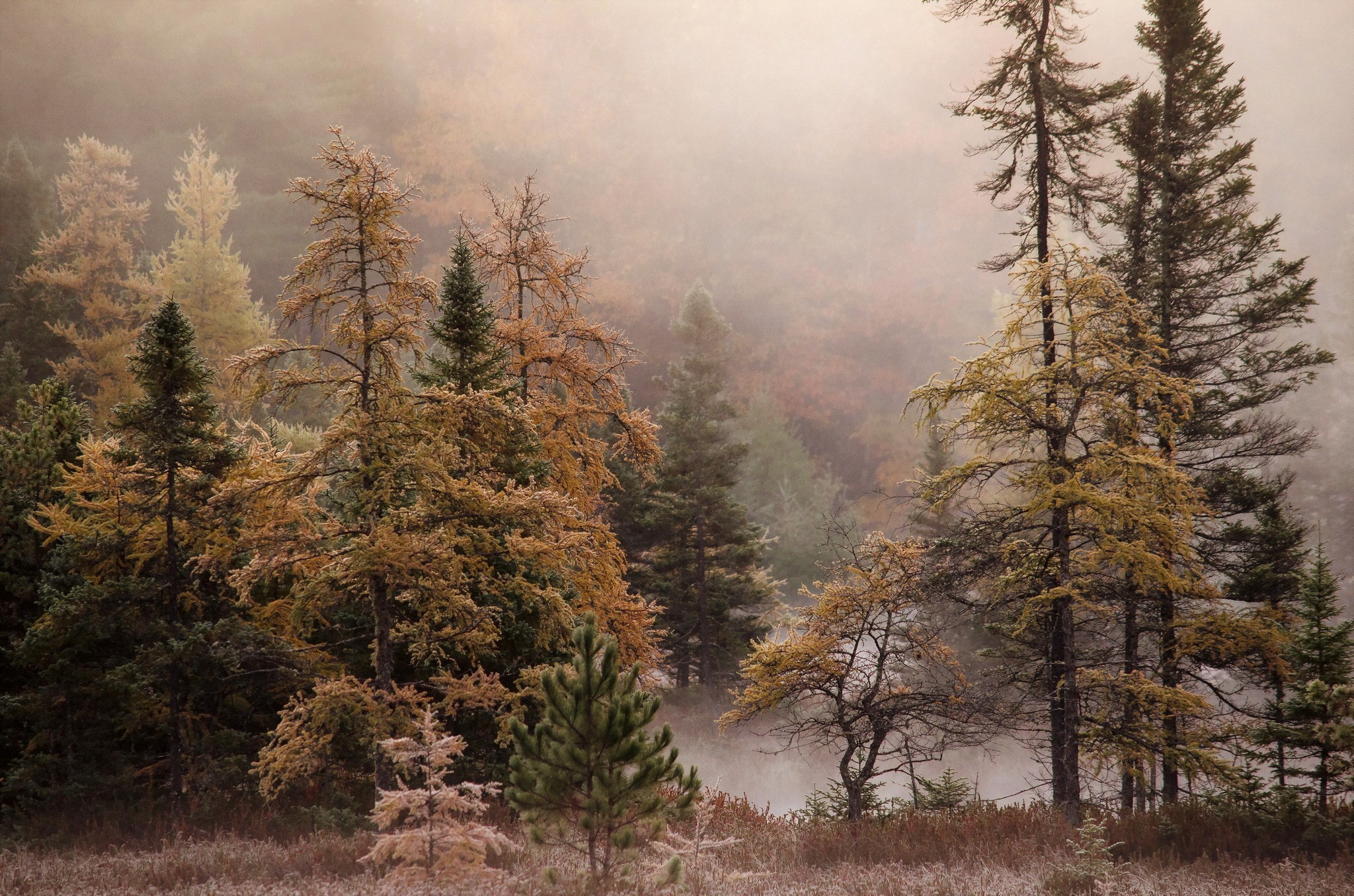Misty forest with autumn trees and fog HD Wallpaper