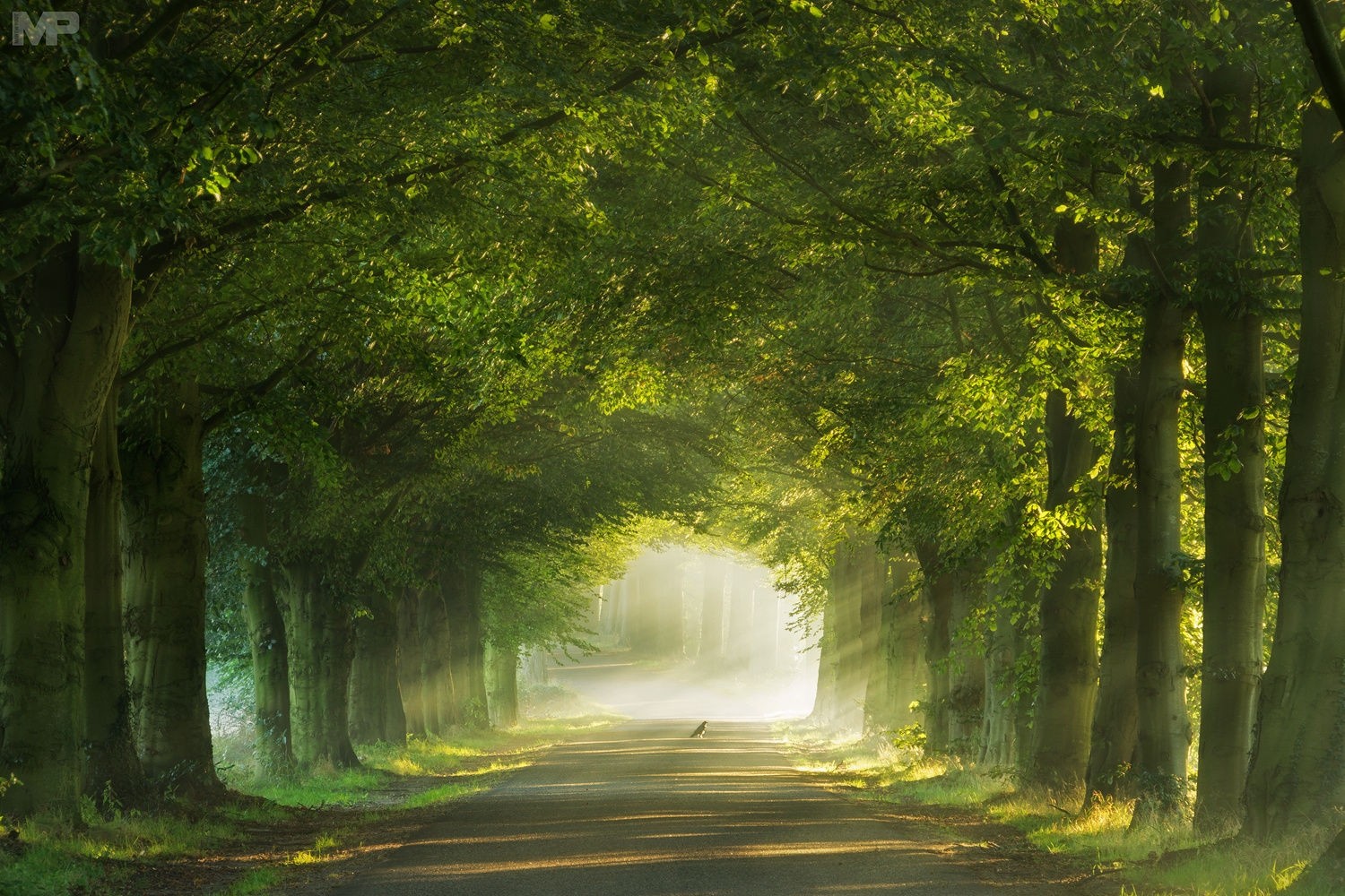 Tree tunnel road with mist and sunlight in the Netherlands HD Wallpaper