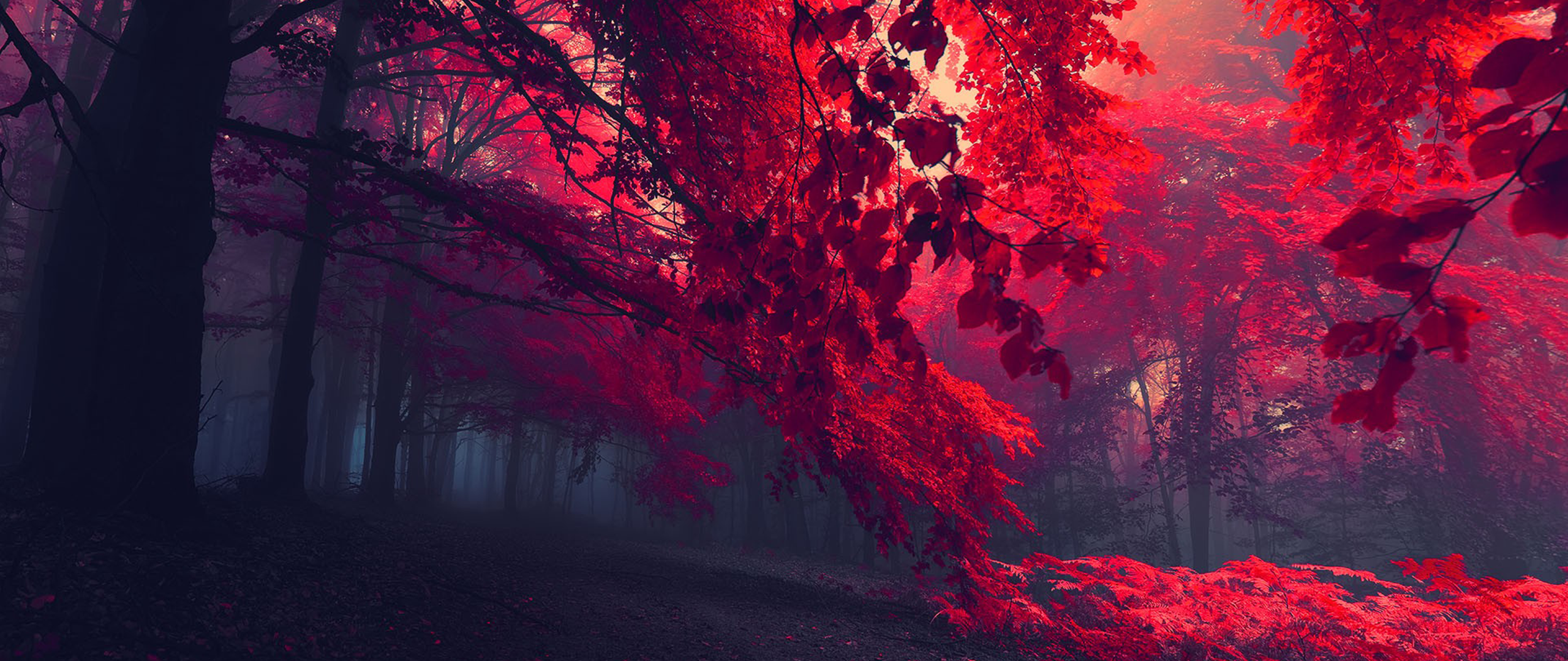 Ultra-wide photography of a red forest HD Wallpaper