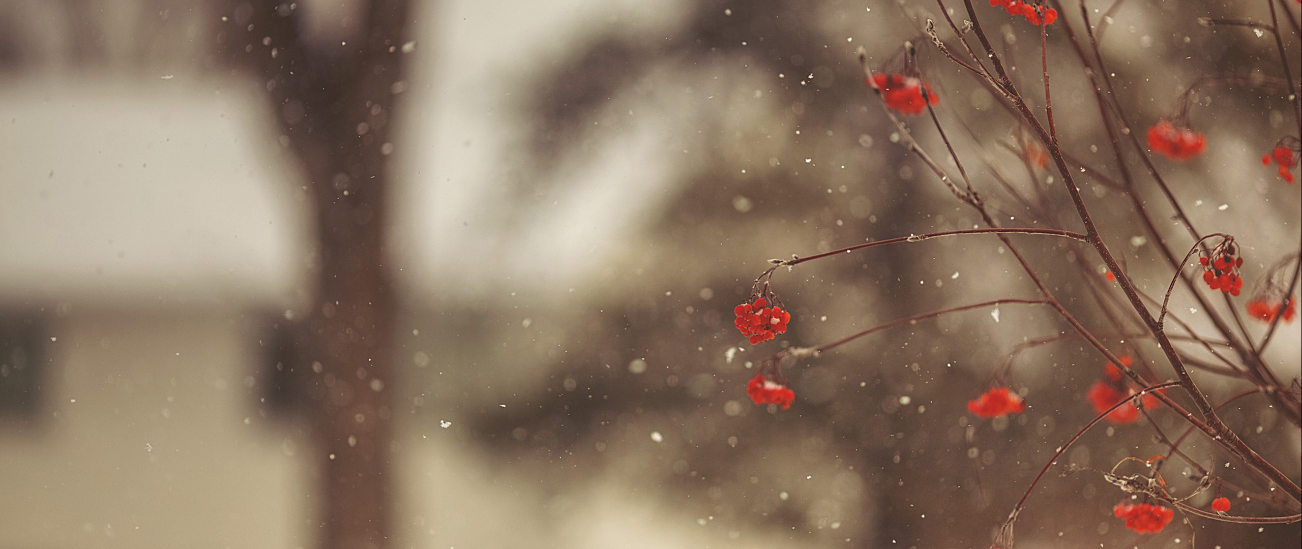 Red berries on branches in falling snow HD Wallpaper