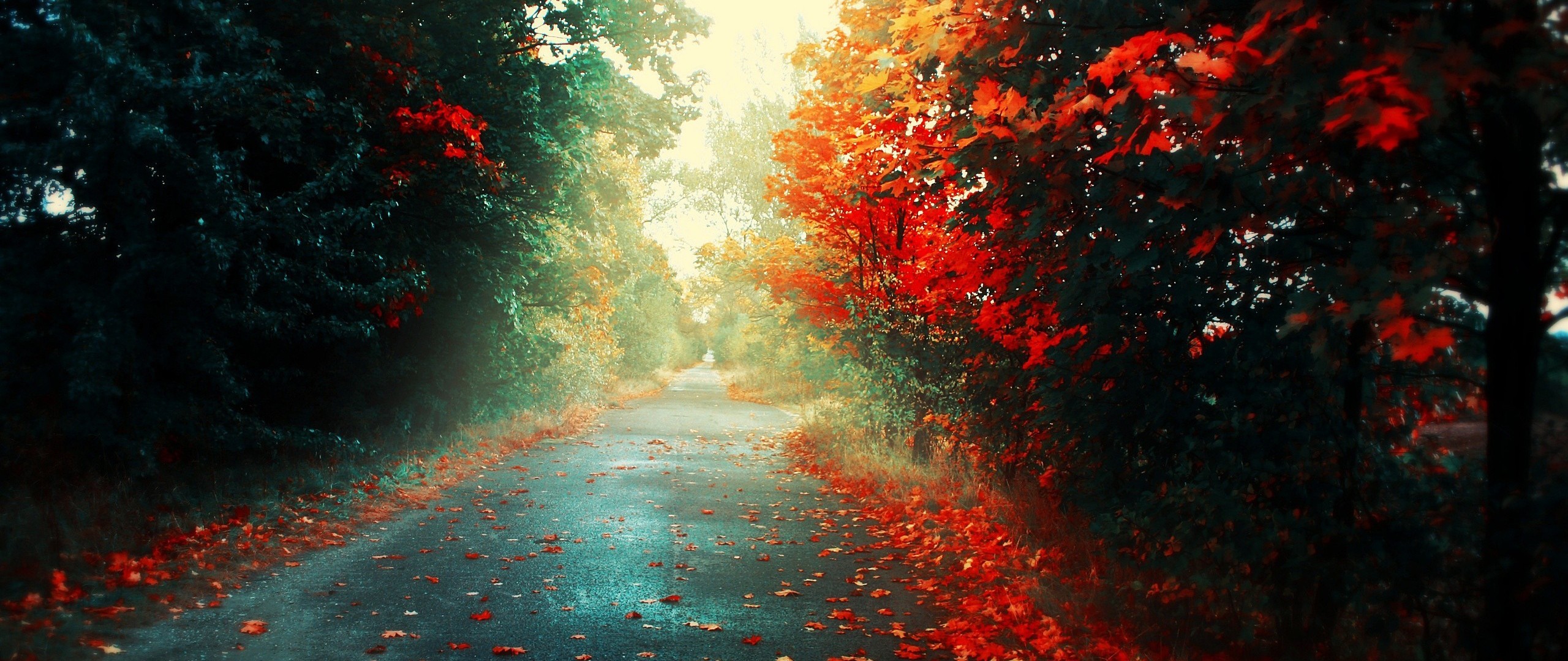 Ultra-wide photography of a road in autumn HD Wallpaper