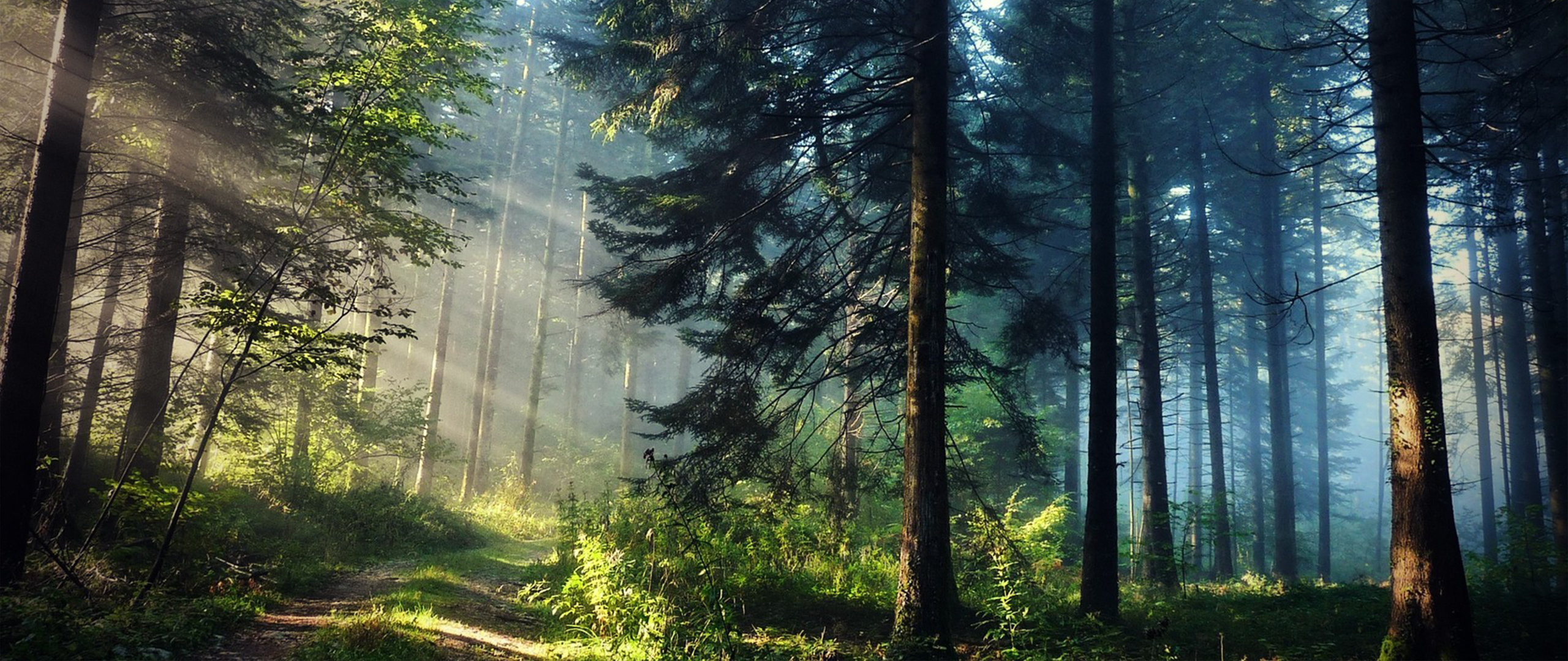 Sun rays piercing through a dense forest canopy HD Wallpaper