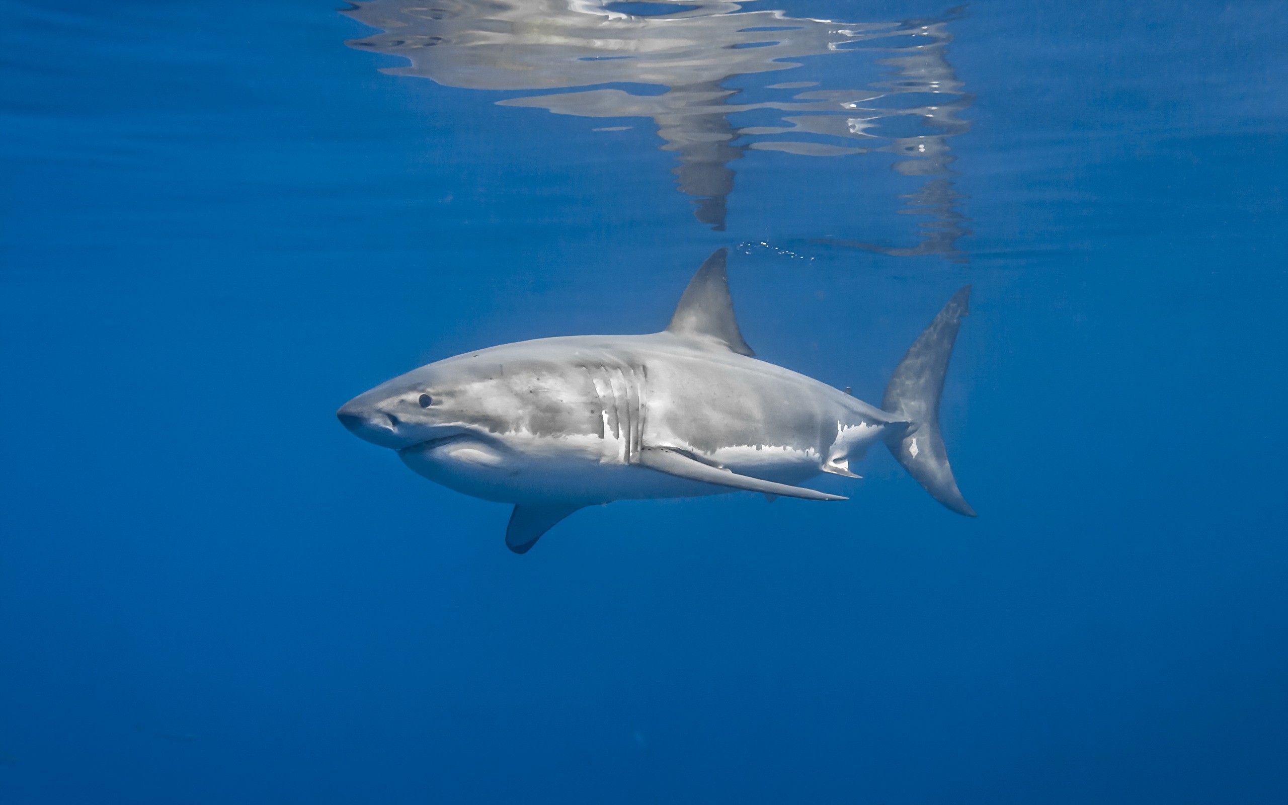 Great white shark swims in blue ocean water HD Wallpaper