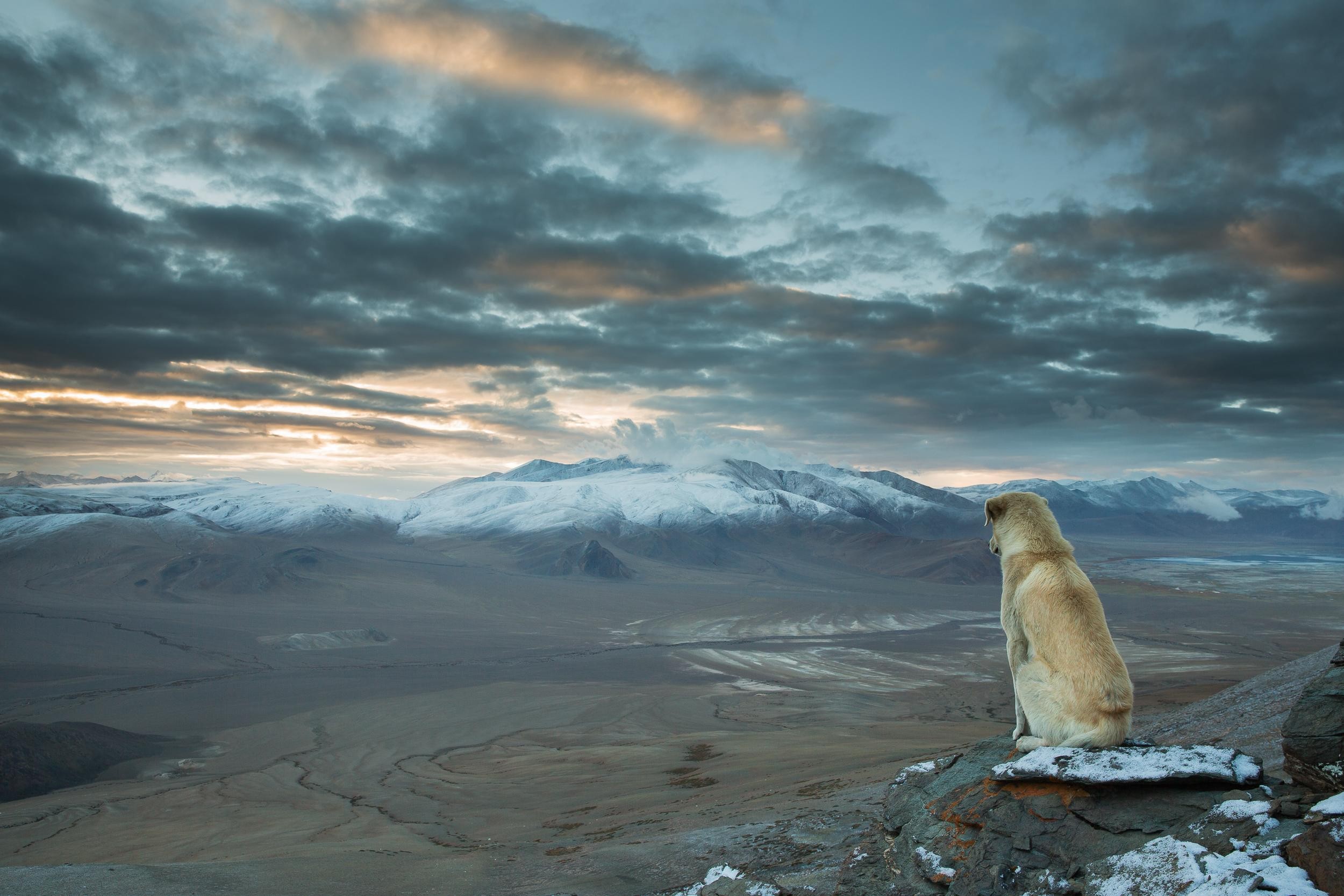 Dog sitting on a rock overlooking snowy mountains HD Wallpaper