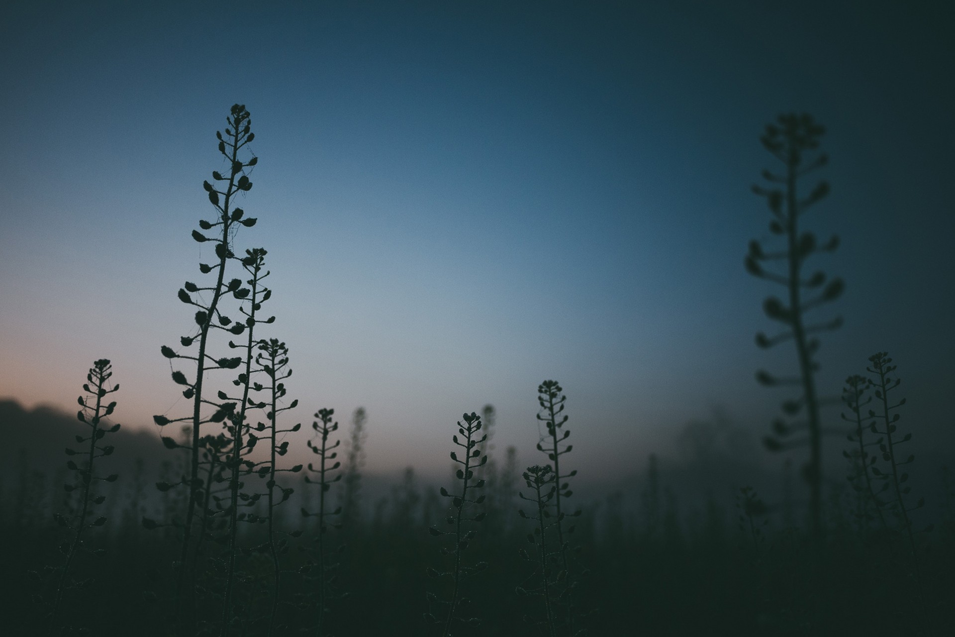 Silhouettes of plants against a twilight sky HD Wallpaper