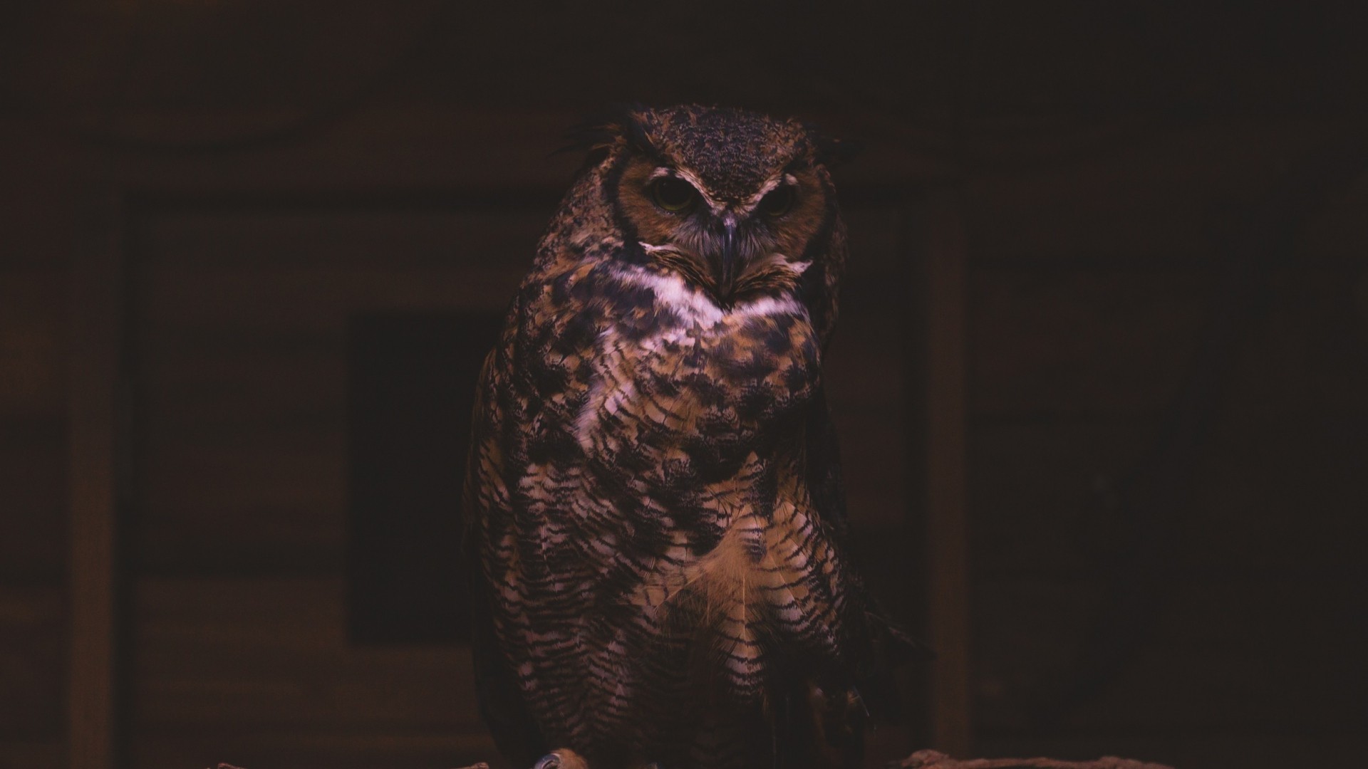 A great horned owl perched in a dark setting HD Wallpaper