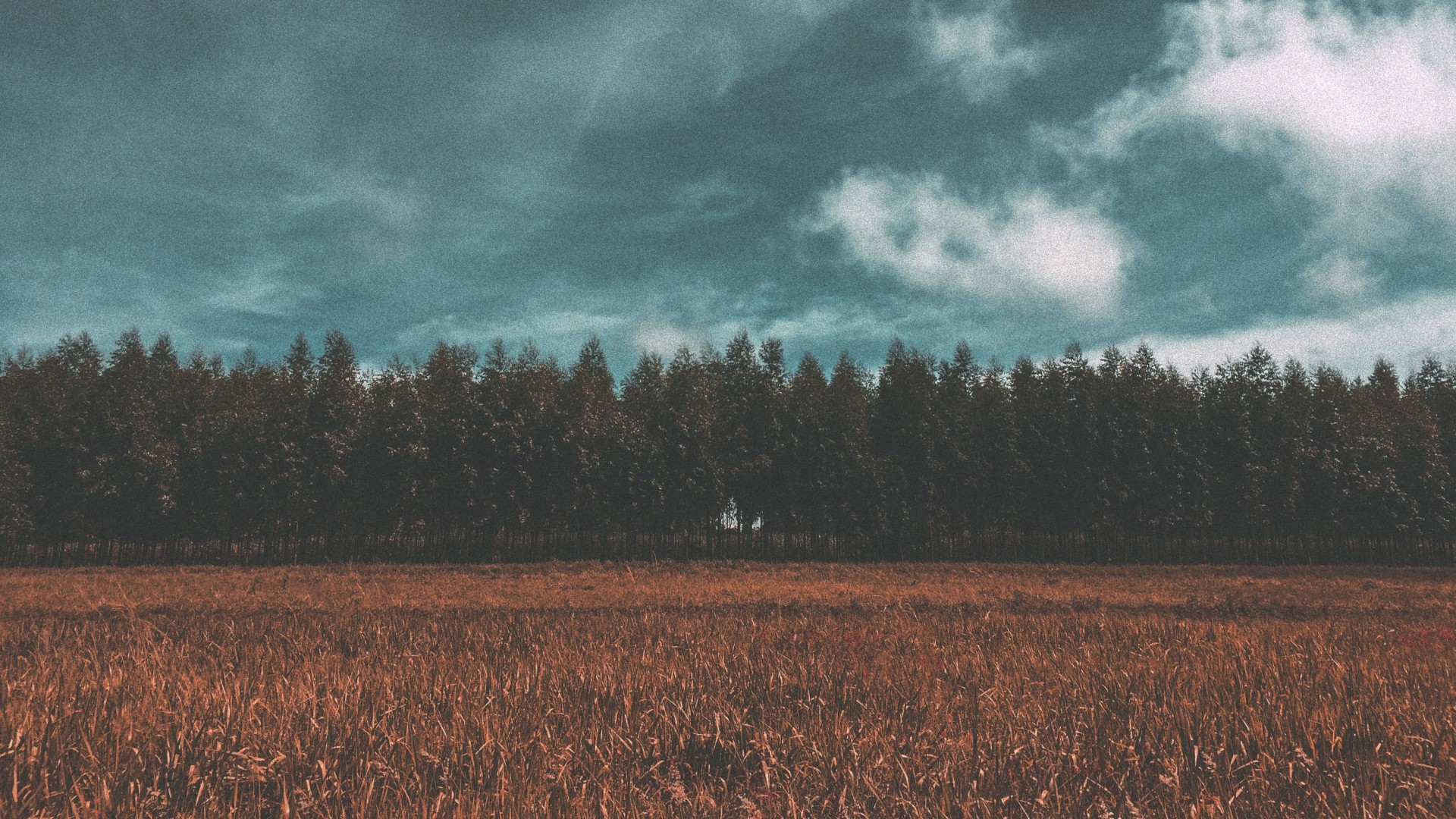A field of dry grass in front of a dense forest under a cloudy sky HD Wallpaper