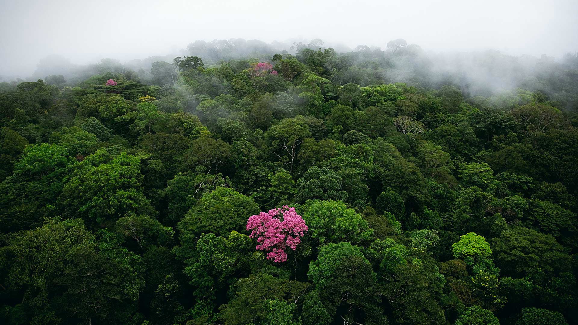 Aerial view of a misty jungle with pink flowering trees HD Wallpaper