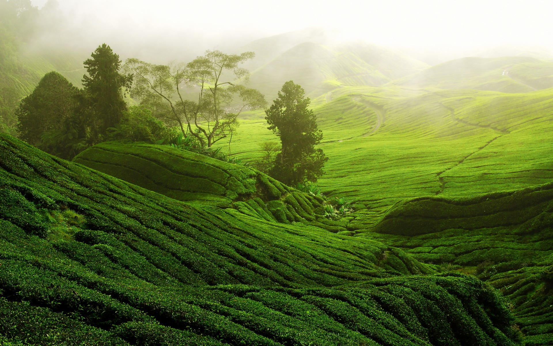 Misty tea terraces on rolling hills HD Wallpaper