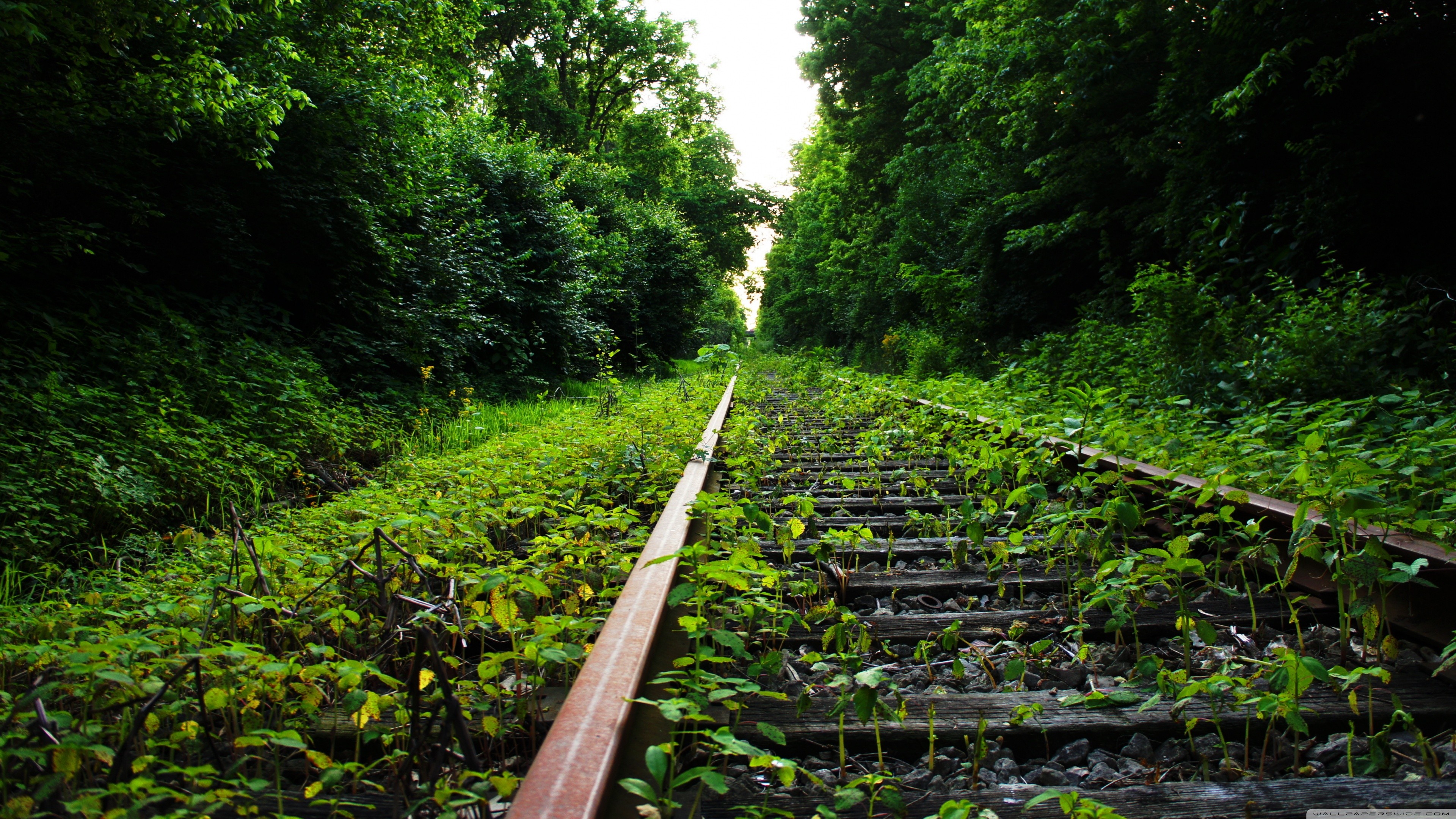 Abandoned railway overgrown with plants and trees HD Wallpaper