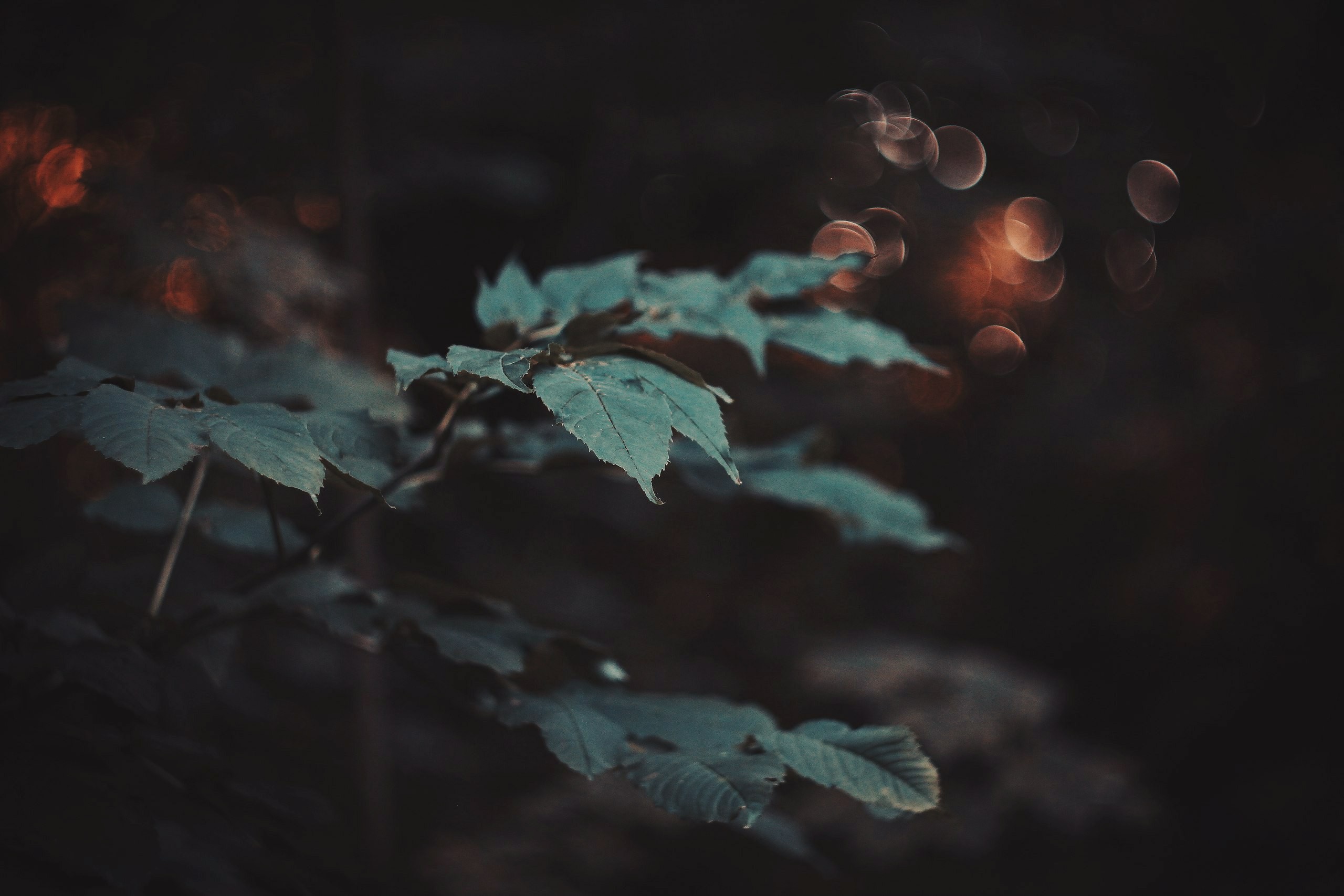 Close-up of green leaves with bokeh background HD Wallpaper