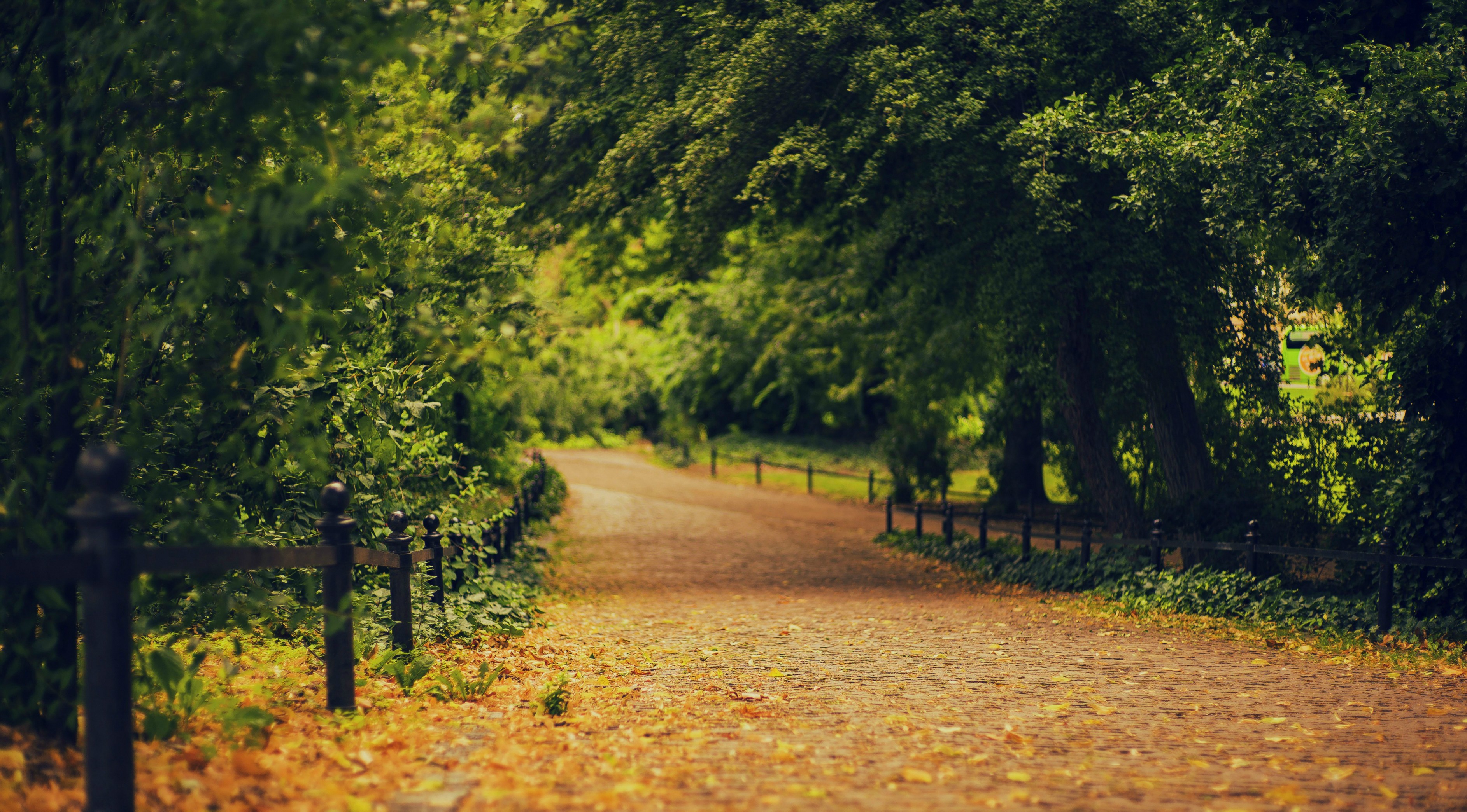 A winding path through a green forest with fallen leaves HD Wallpaper