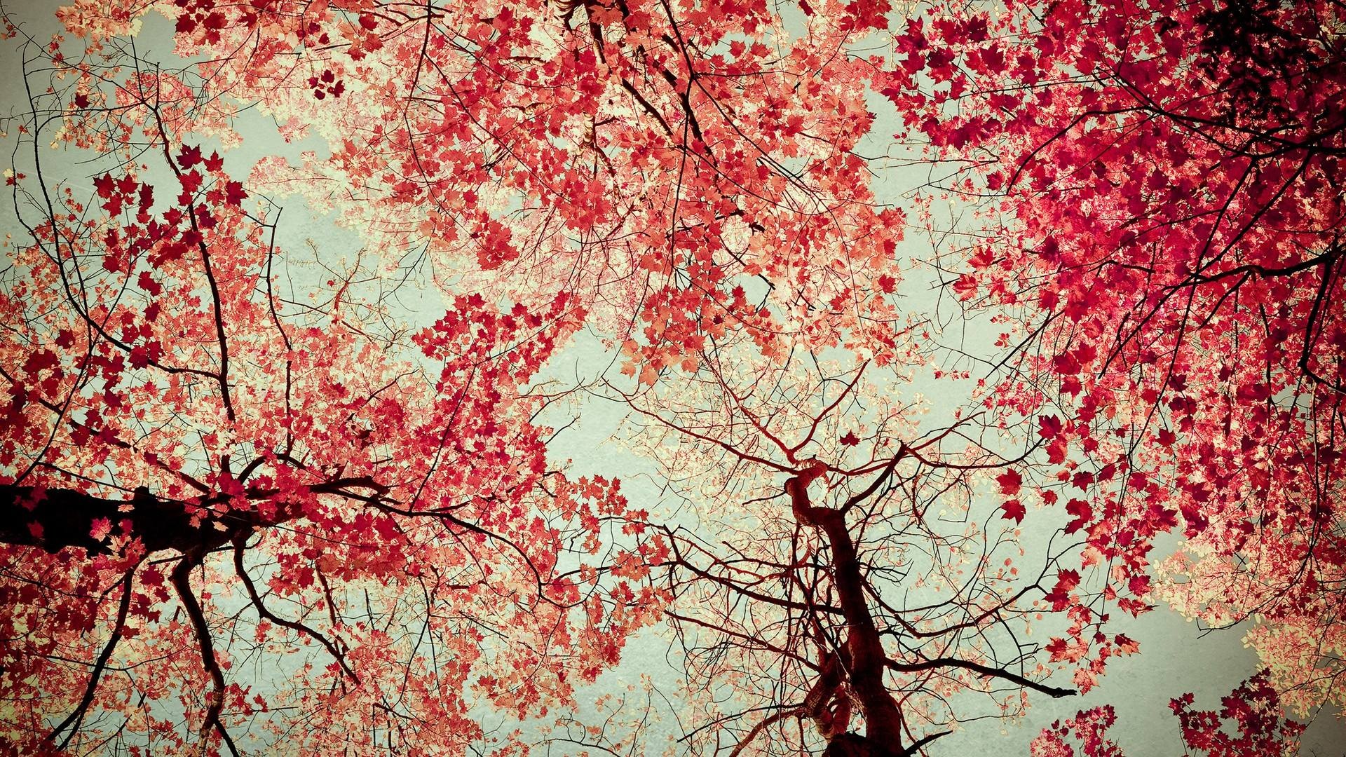 Red leaves on trees against a pale sky HD Wallpaper