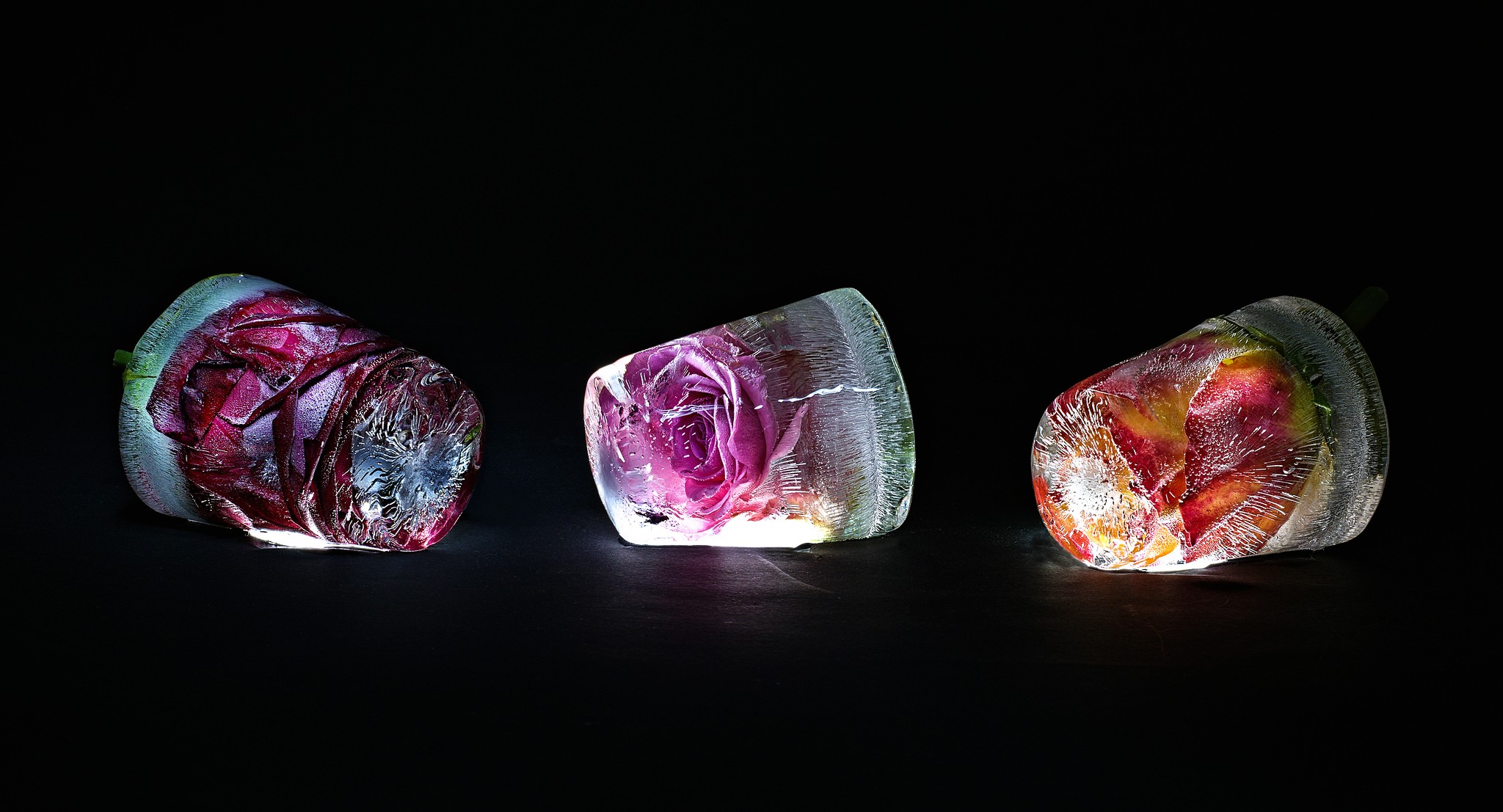 Three frozen roses on a black background HD Wallpaper