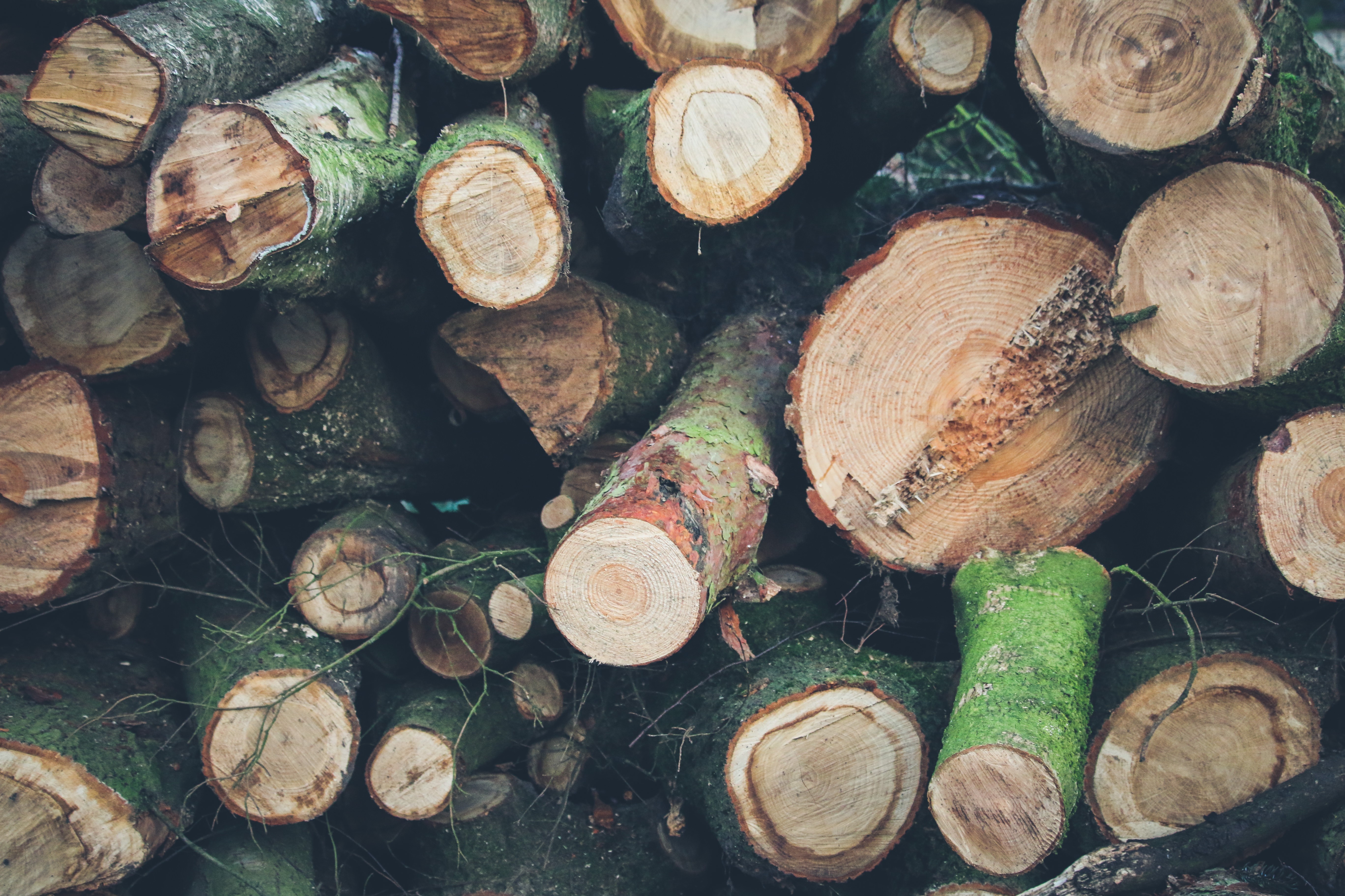 Pile of cut logs with moss and branches HD Wallpaper