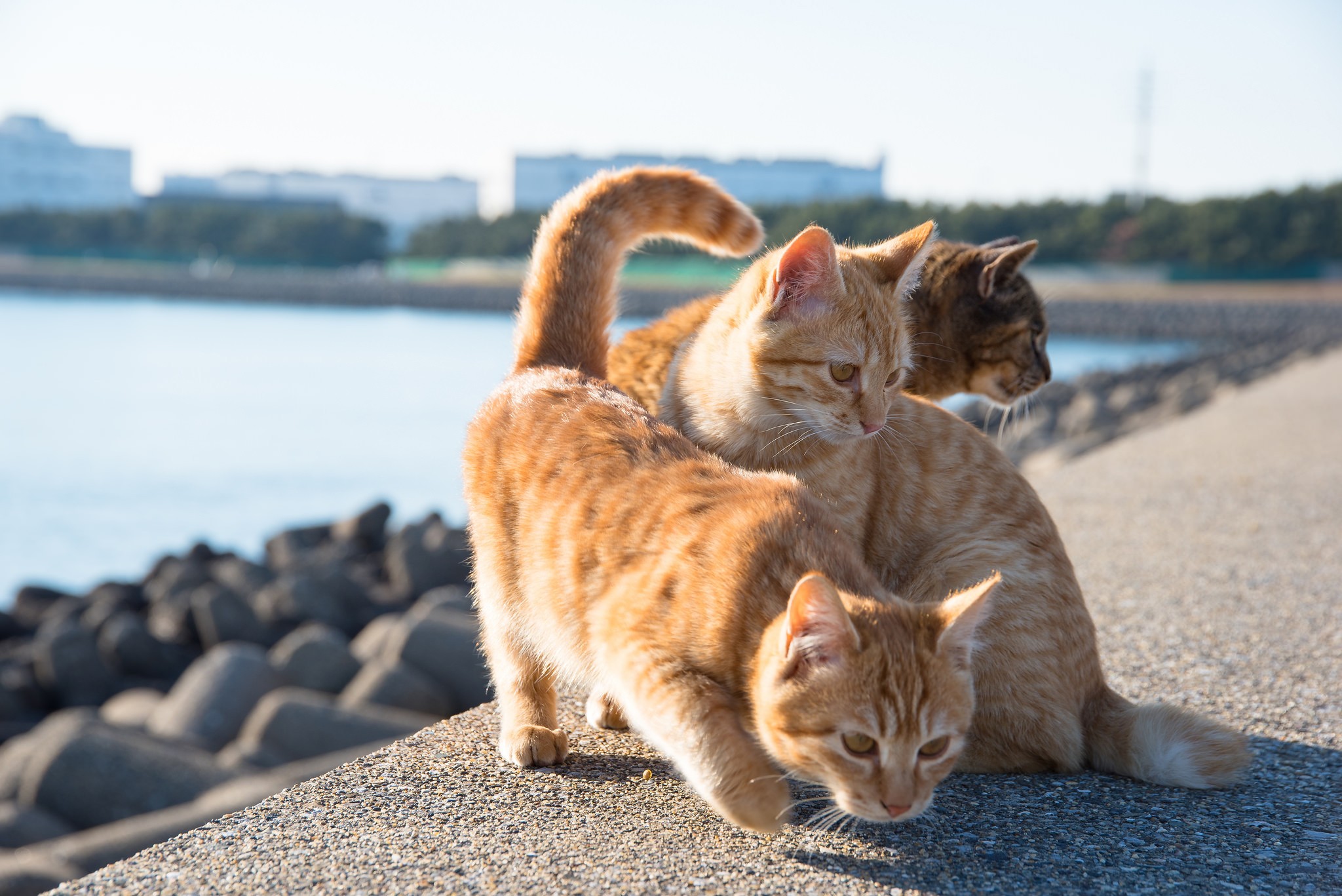 Three ginger cats on a concrete barrier by the sea HD Wallpaper