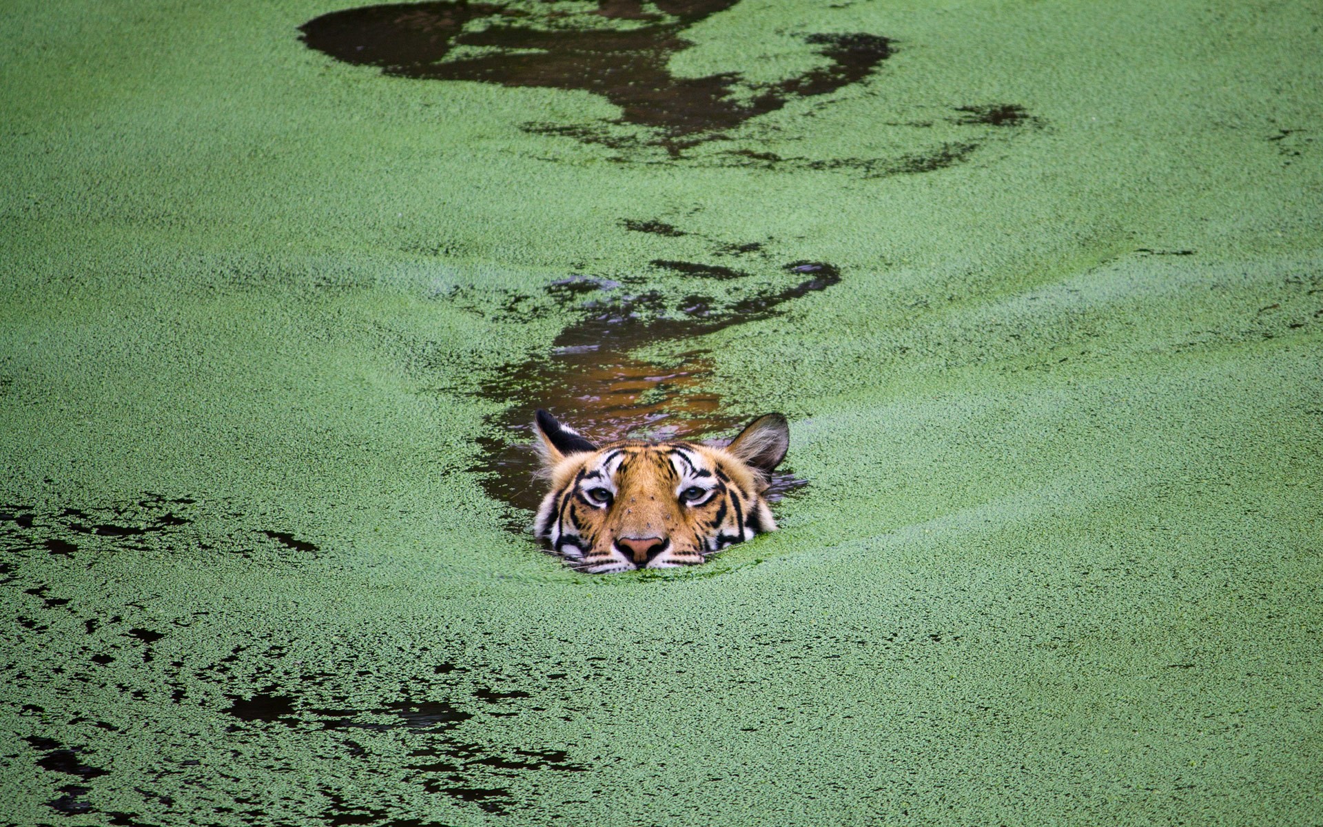 Tiger swimming in a pond covered in green algae HD Wallpaper
