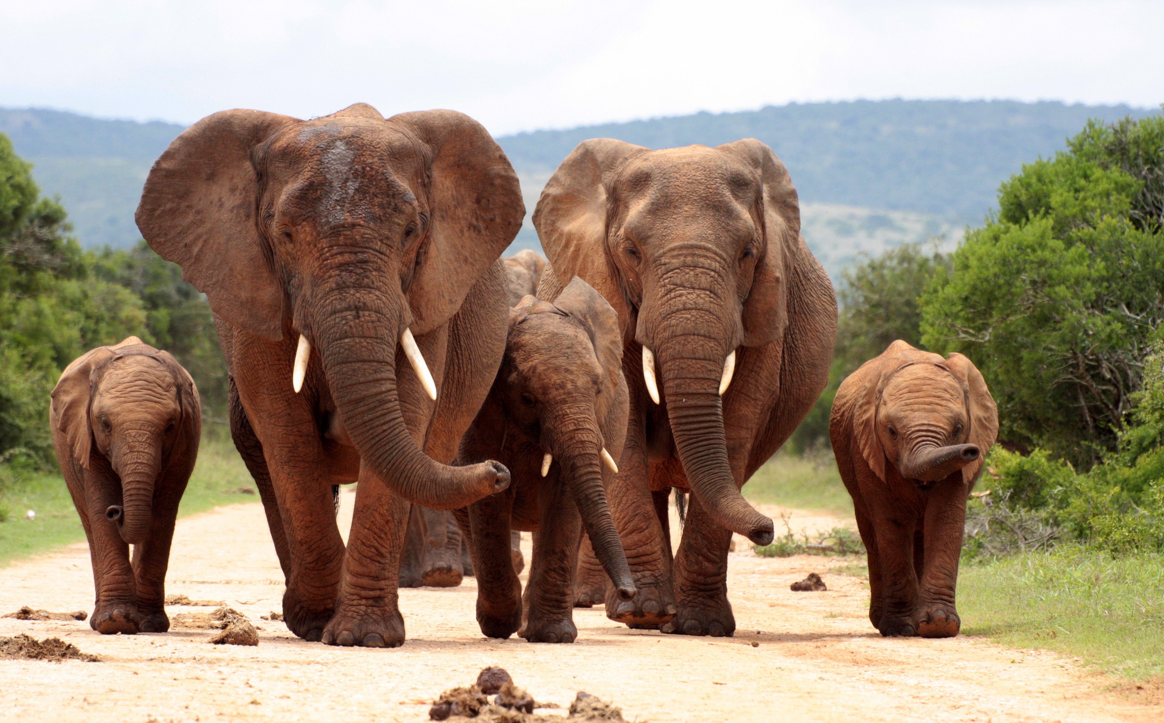 A herd of elephants walks on a dirt road HD Wallpaper