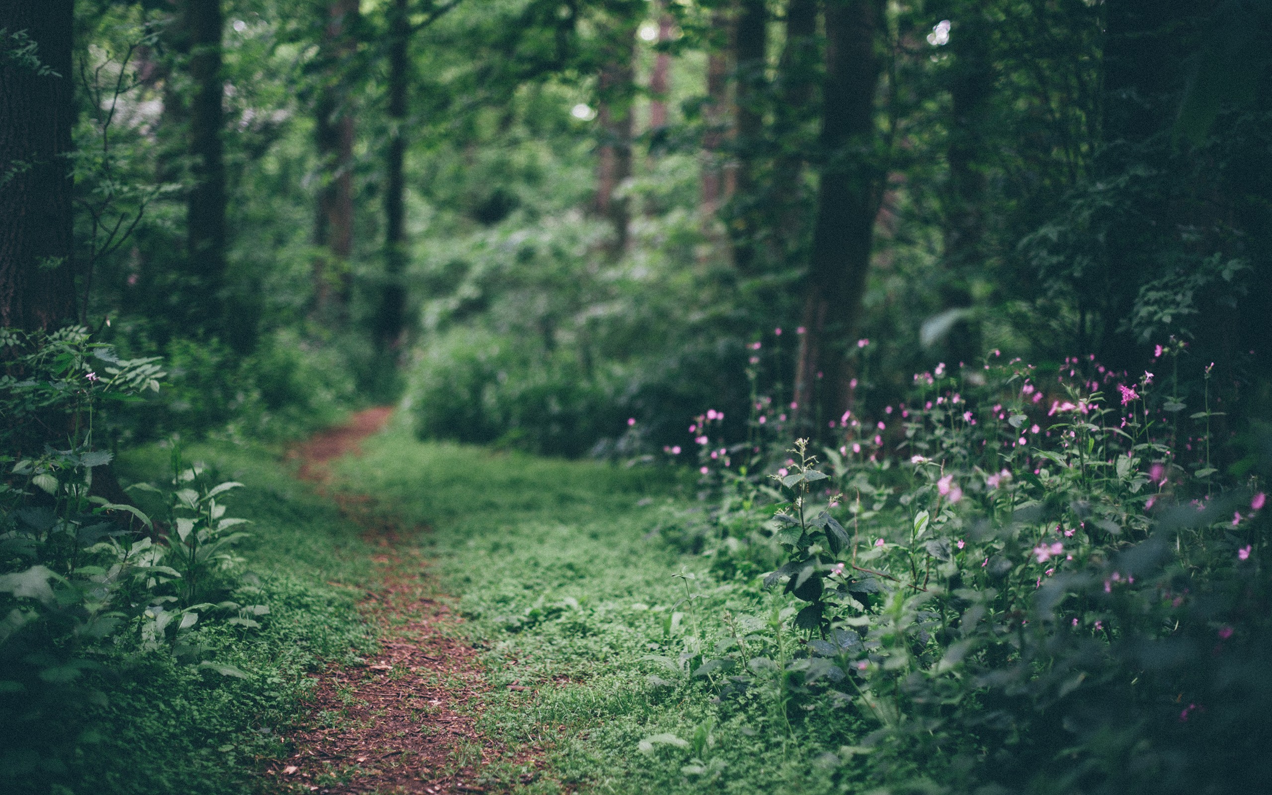 A path winds through a green forest with pink flowers HD Wallpaper