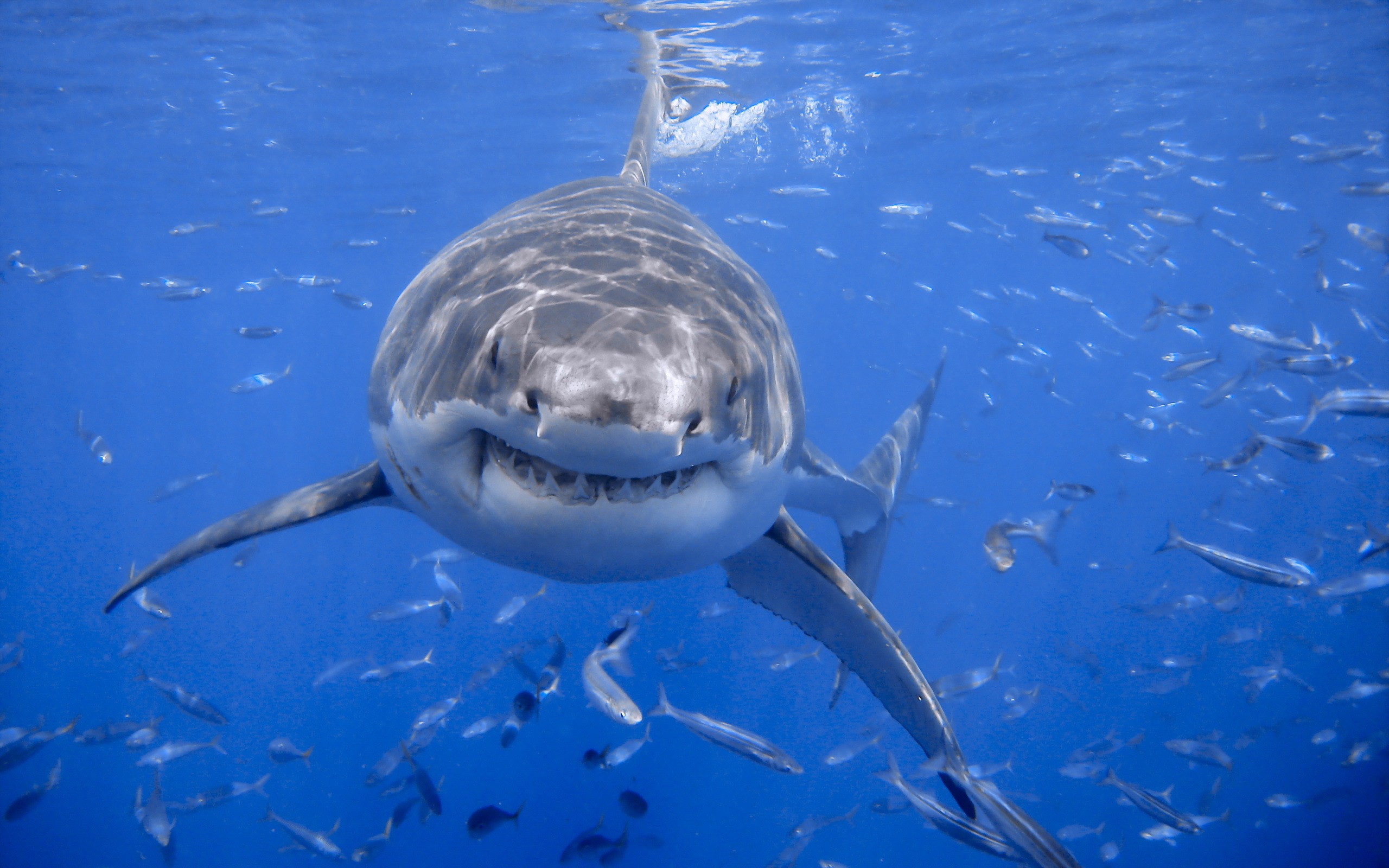 Great White Shark swimming with a school of fish HD Wallpaper