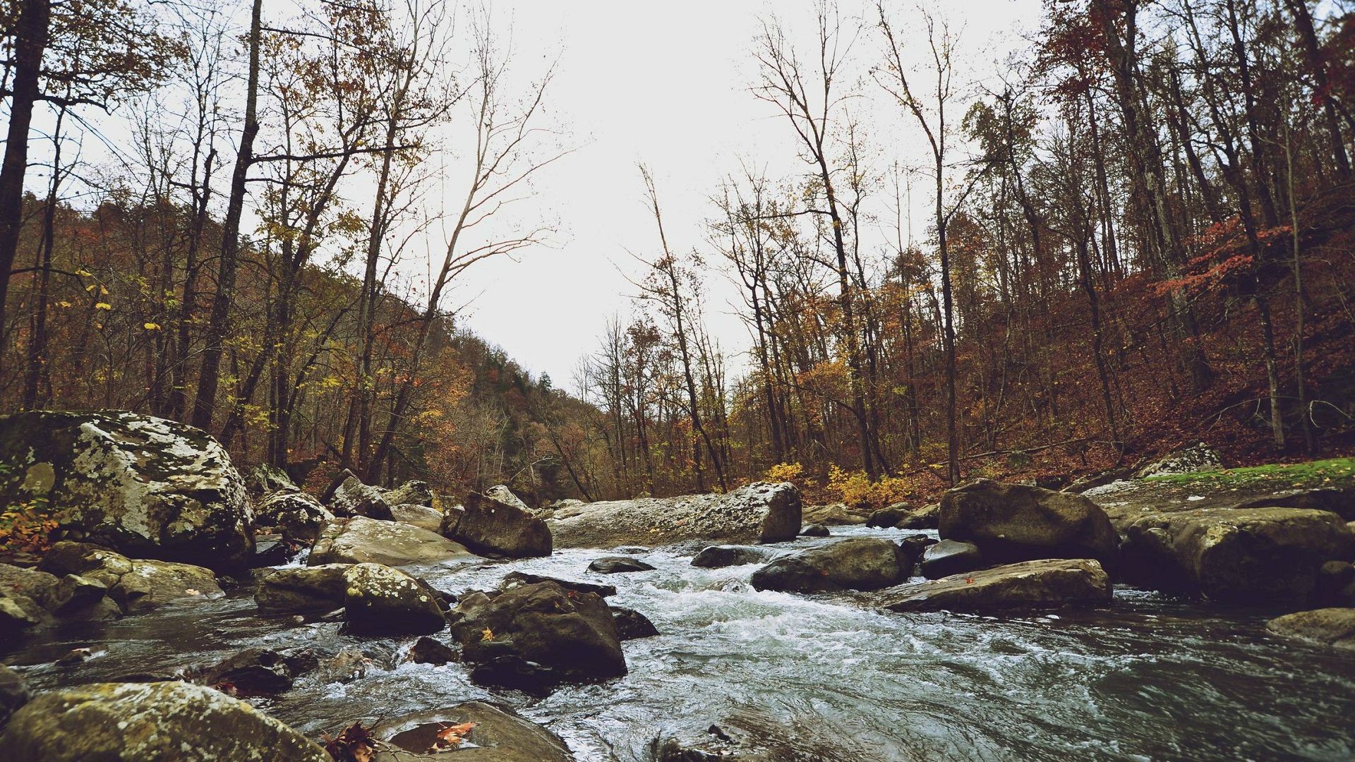 River flowing through a forest in autumn HD Wallpaper
