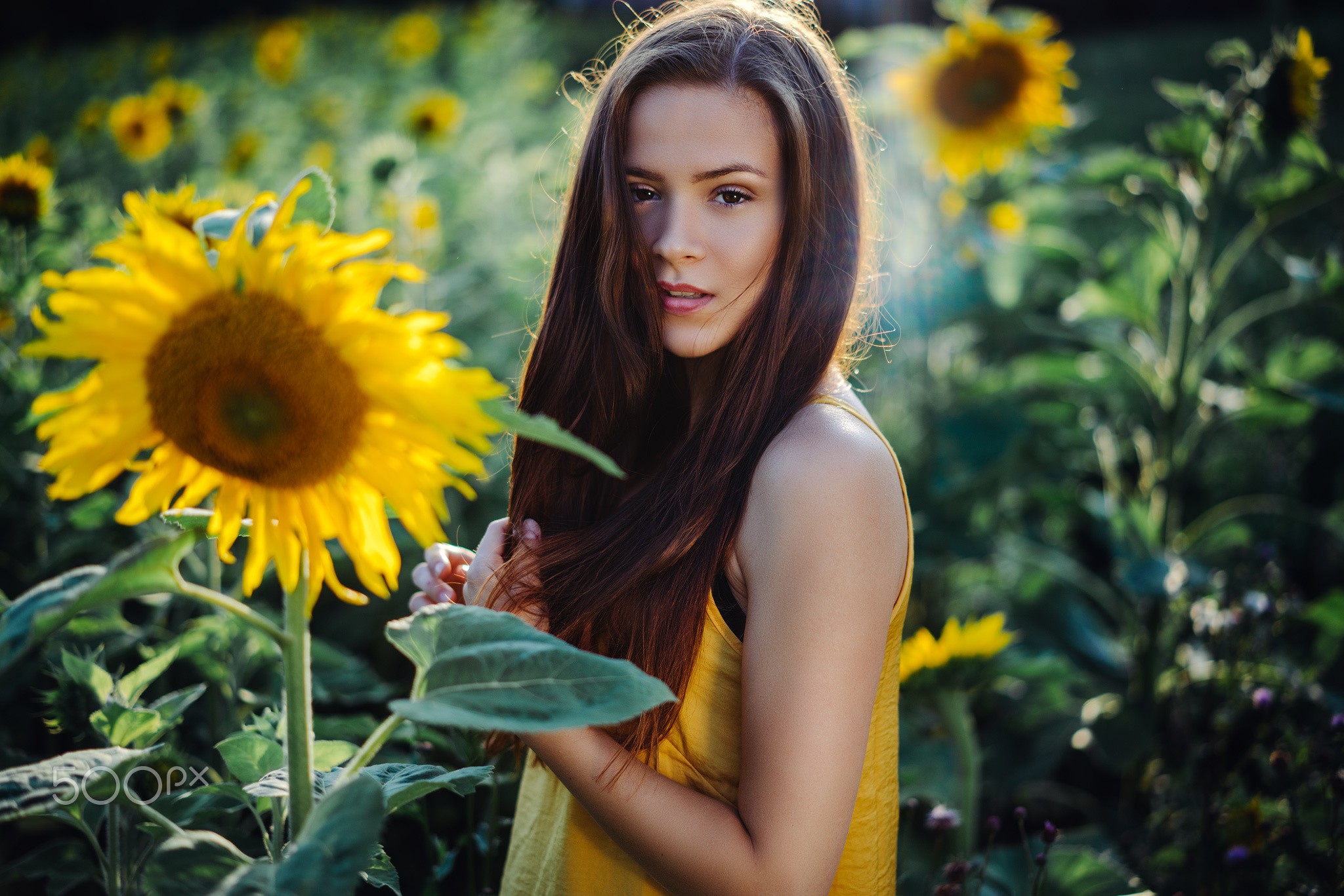 Woman in a sunflower field HD Wallpaper