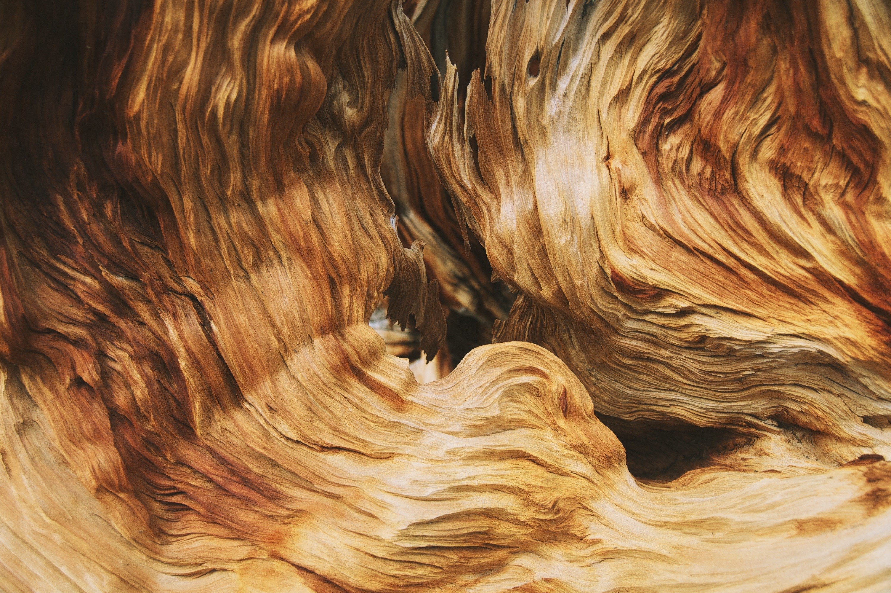 Close-up of weathered wood texture HD Wallpaper