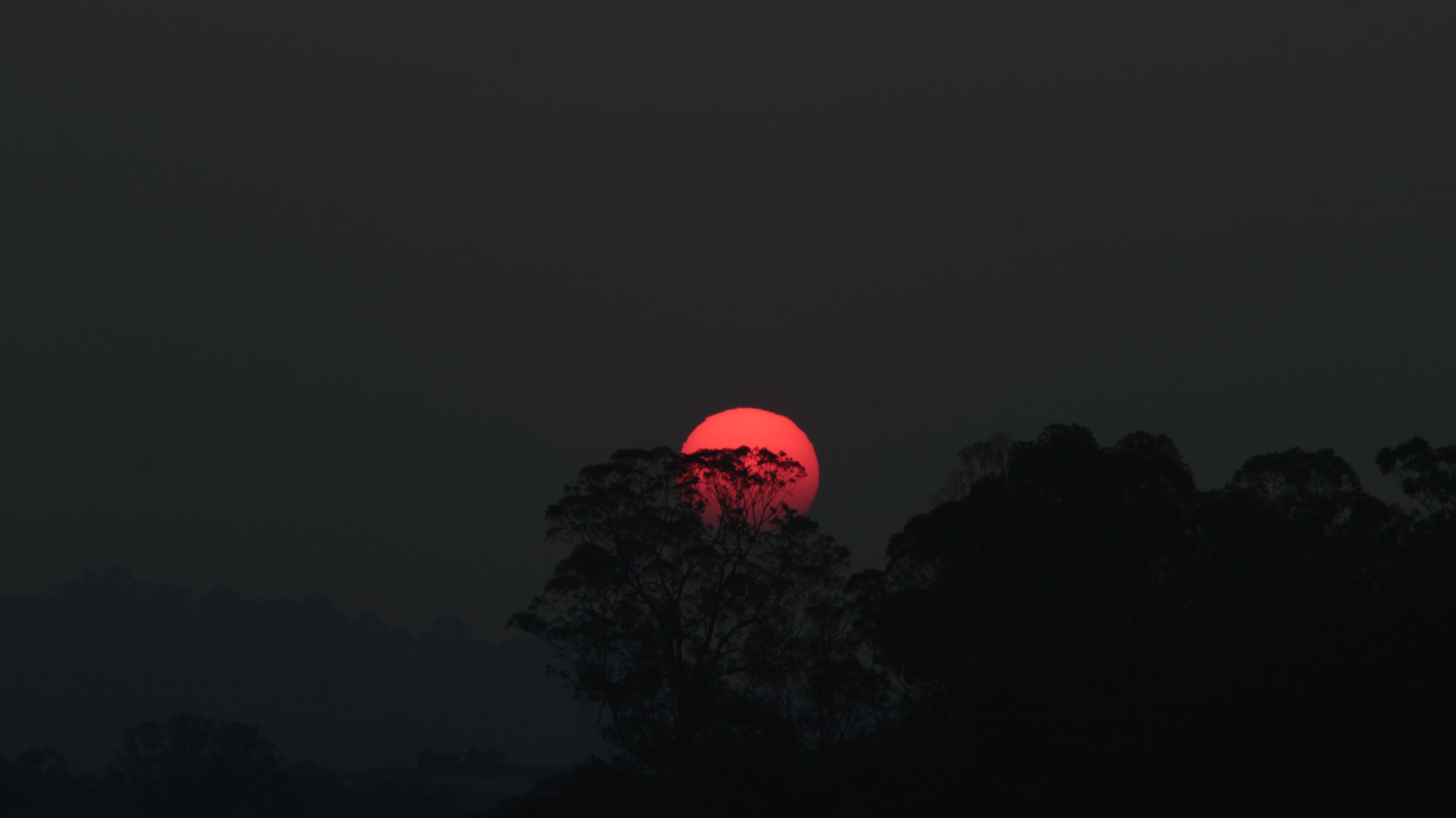 Red sun setting behind silhouetted trees HD Wallpaper