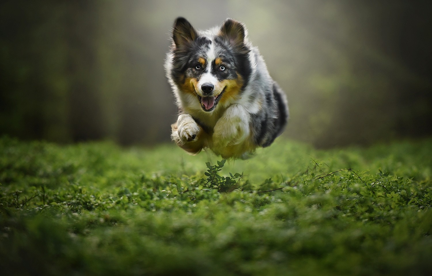 Australian Shepherd dog jumping in a grassy field HD Wallpaper