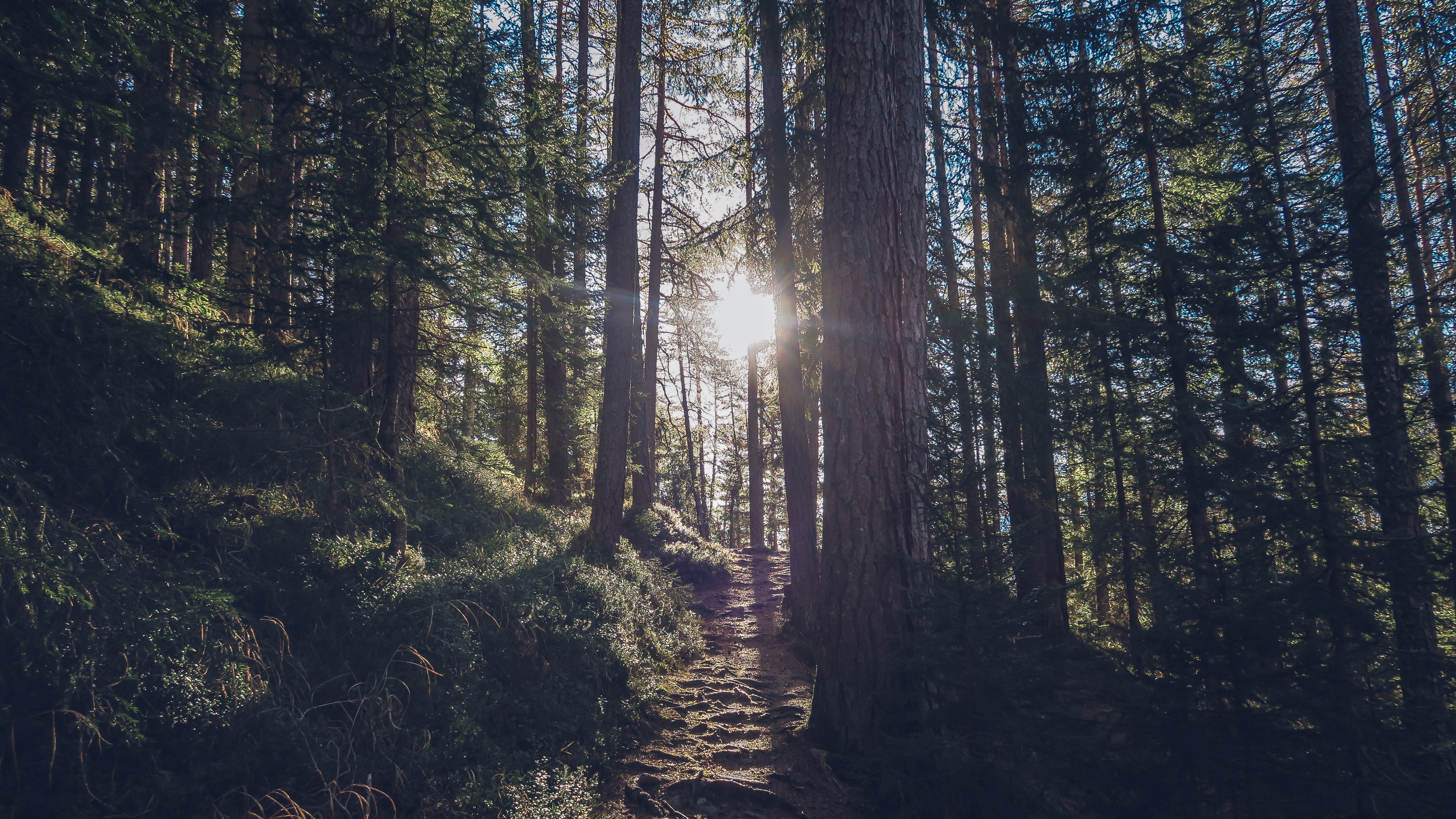 Sunlight filtering through trees onto a forest path HD Wallpaper