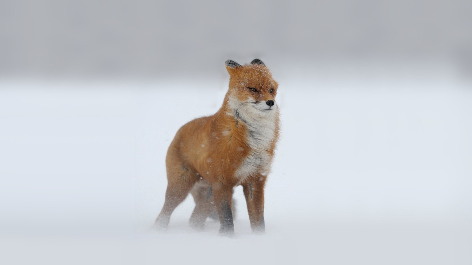 A red fox stands in the snow HD Wallpaper