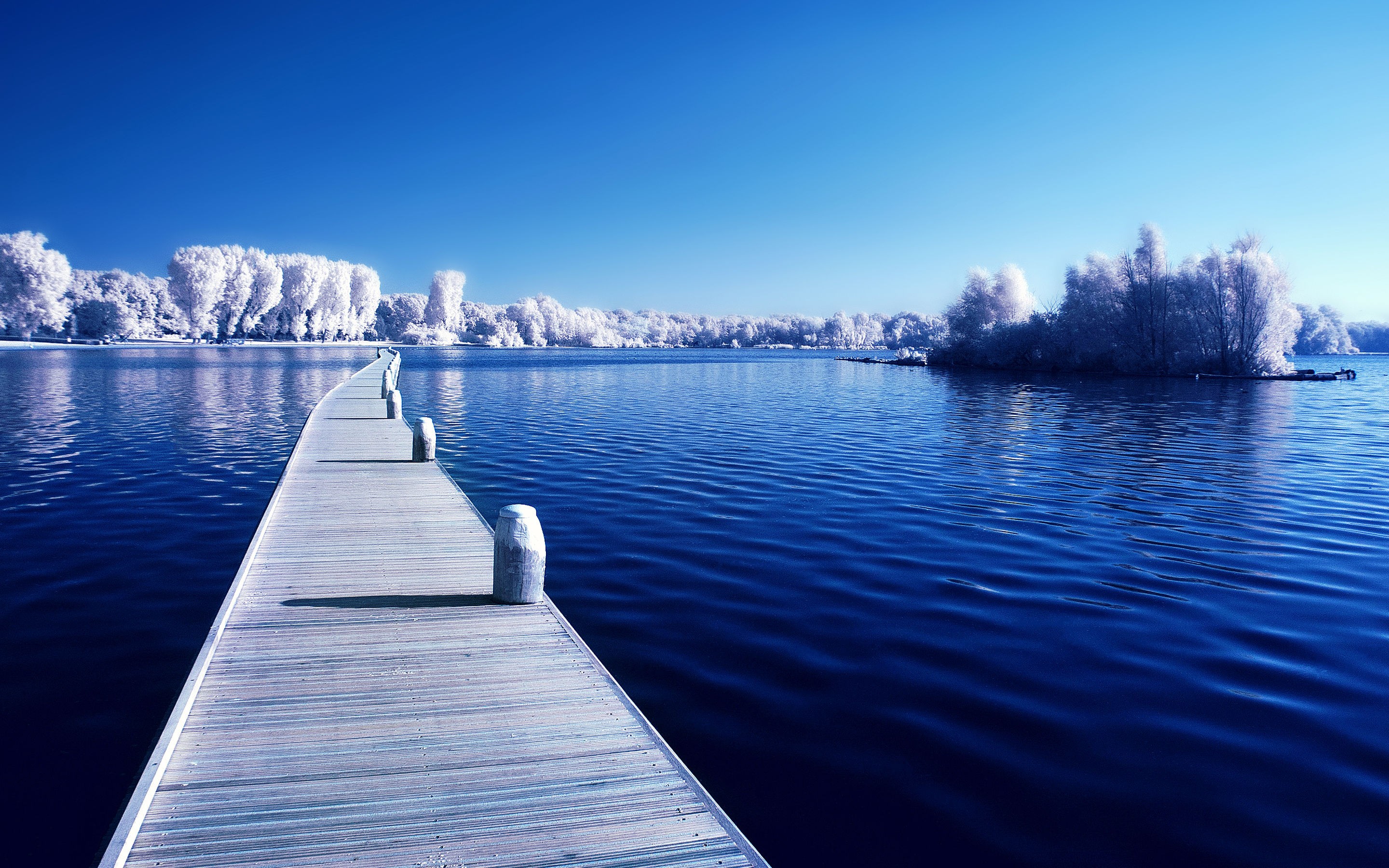 A wooden pier extends into a blue lake with white trees. HD Wallpaper
