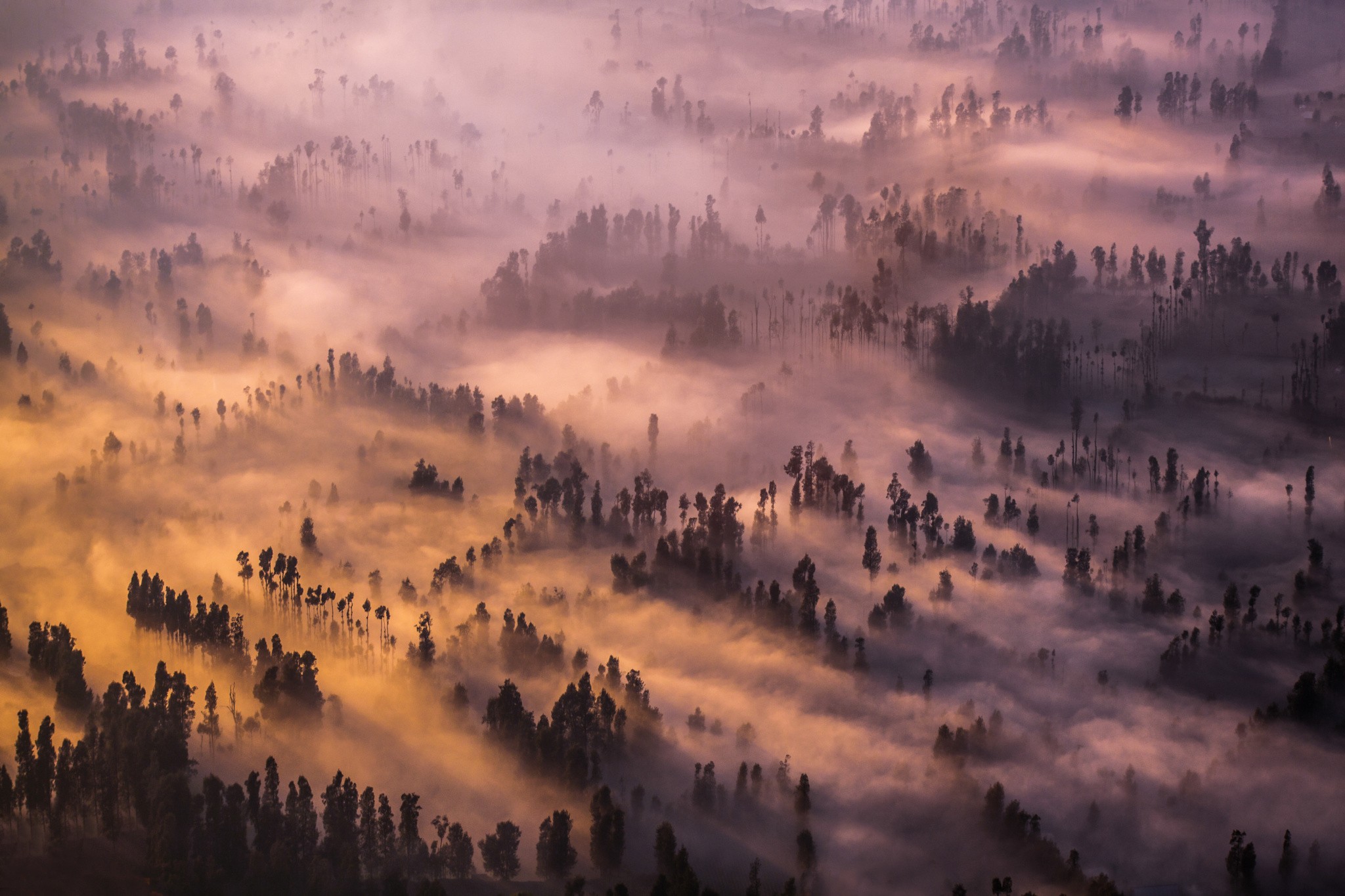 Forest landscape with mist from a top view HD Wallpaper