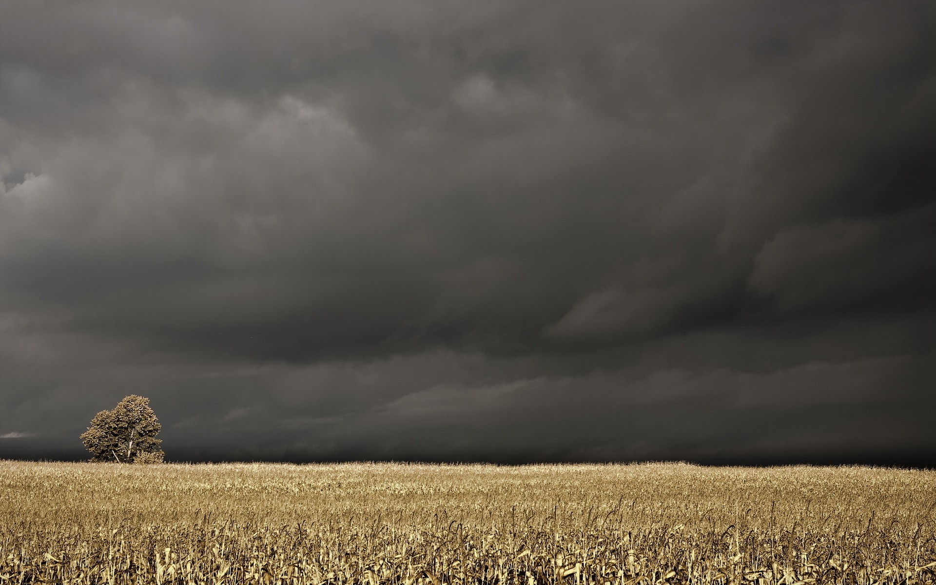 Stormy sky over a cornfield with a lone tree HD Wallpaper